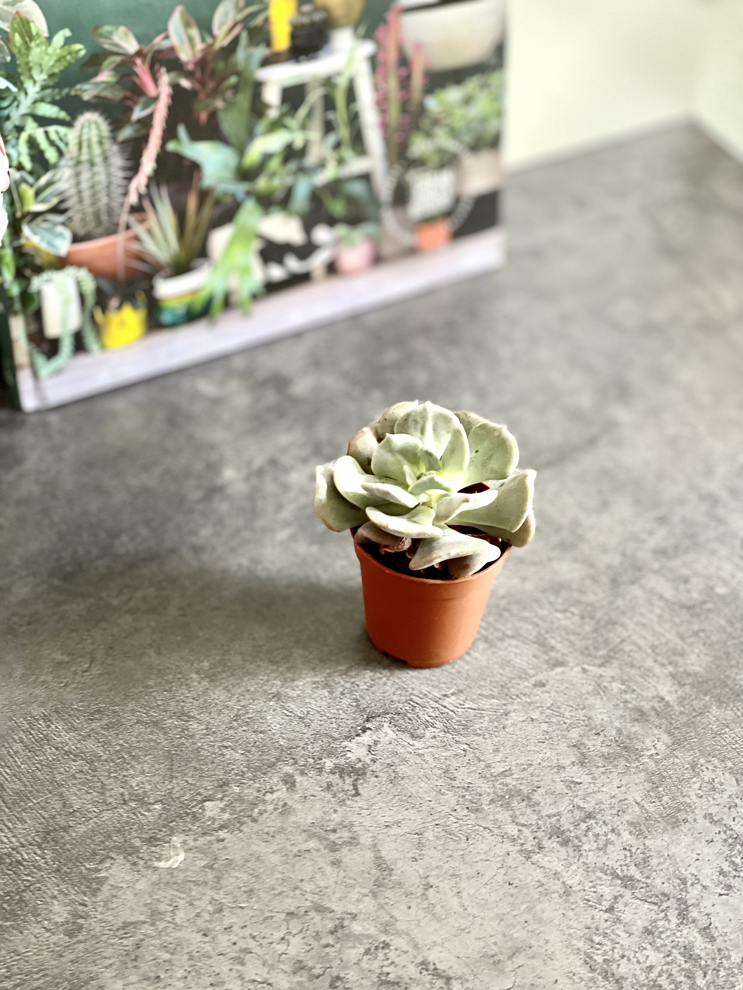 Эхеверия Топси Турви (Echeveria Topsy Turvy) D5см
