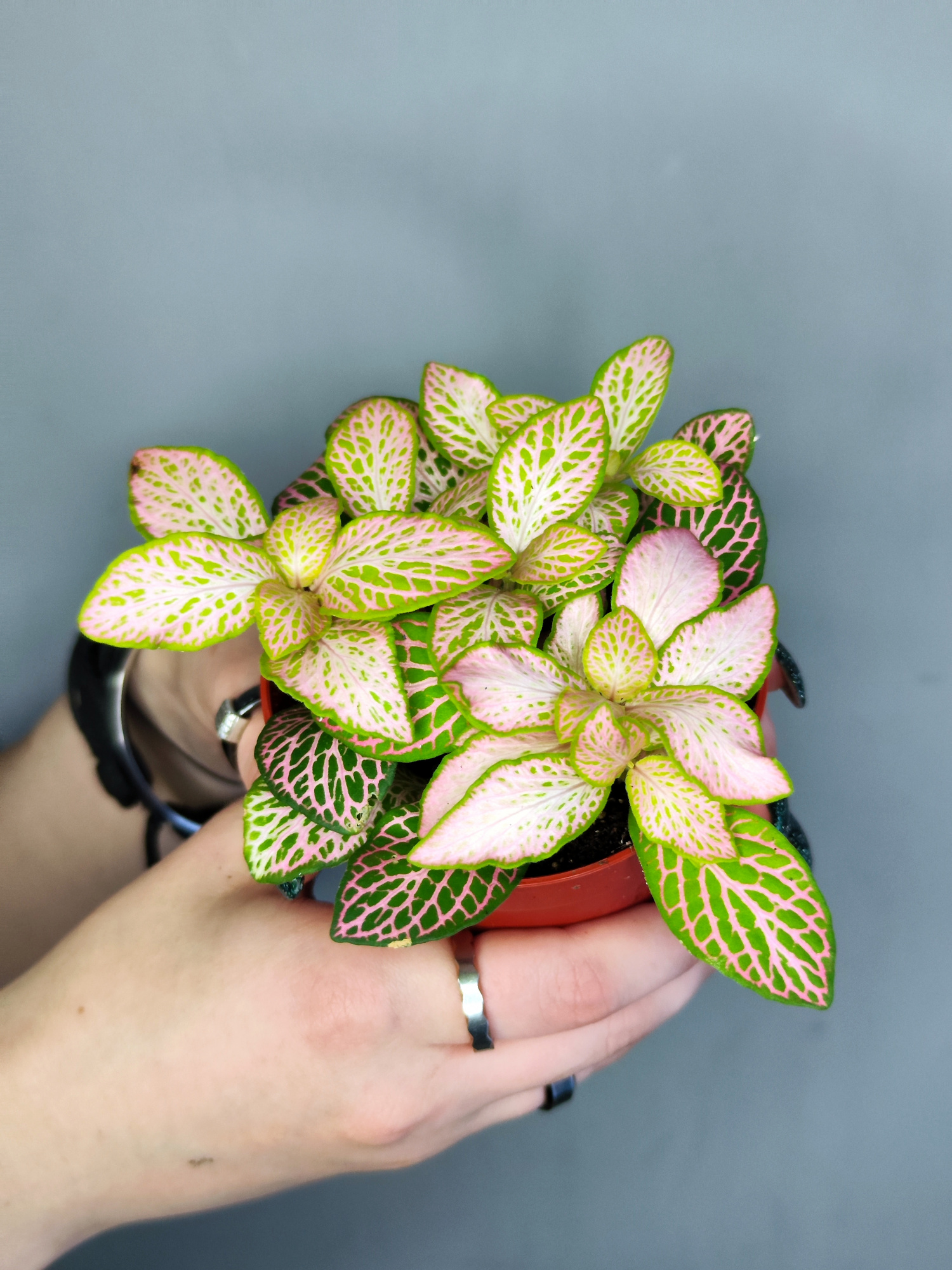 Фиттония Руби Лайм  (Fittonia Sallmon Ruby Lime) D8,5см