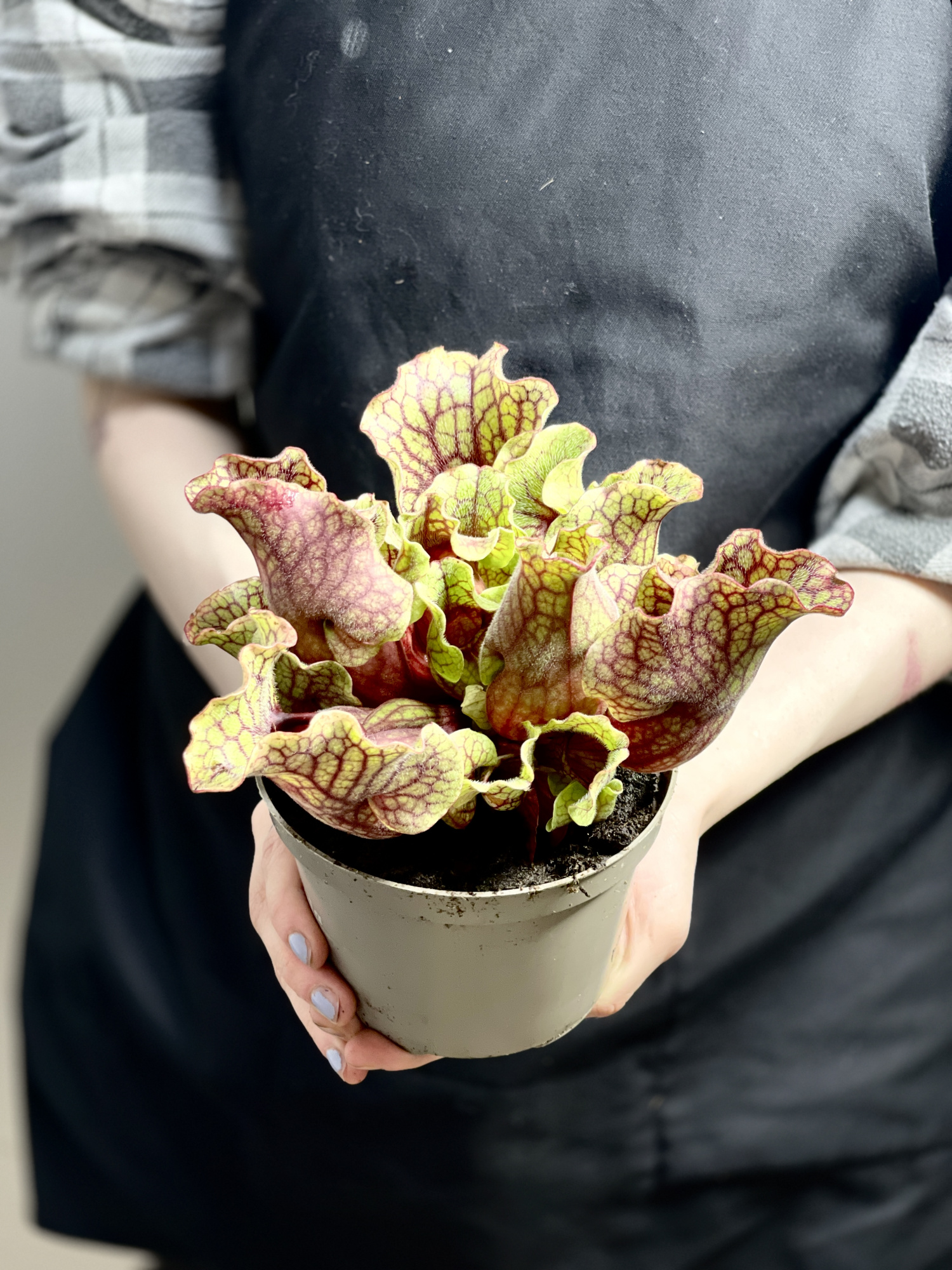 Саррацения Монтана (Sarracenia Montana) D12см