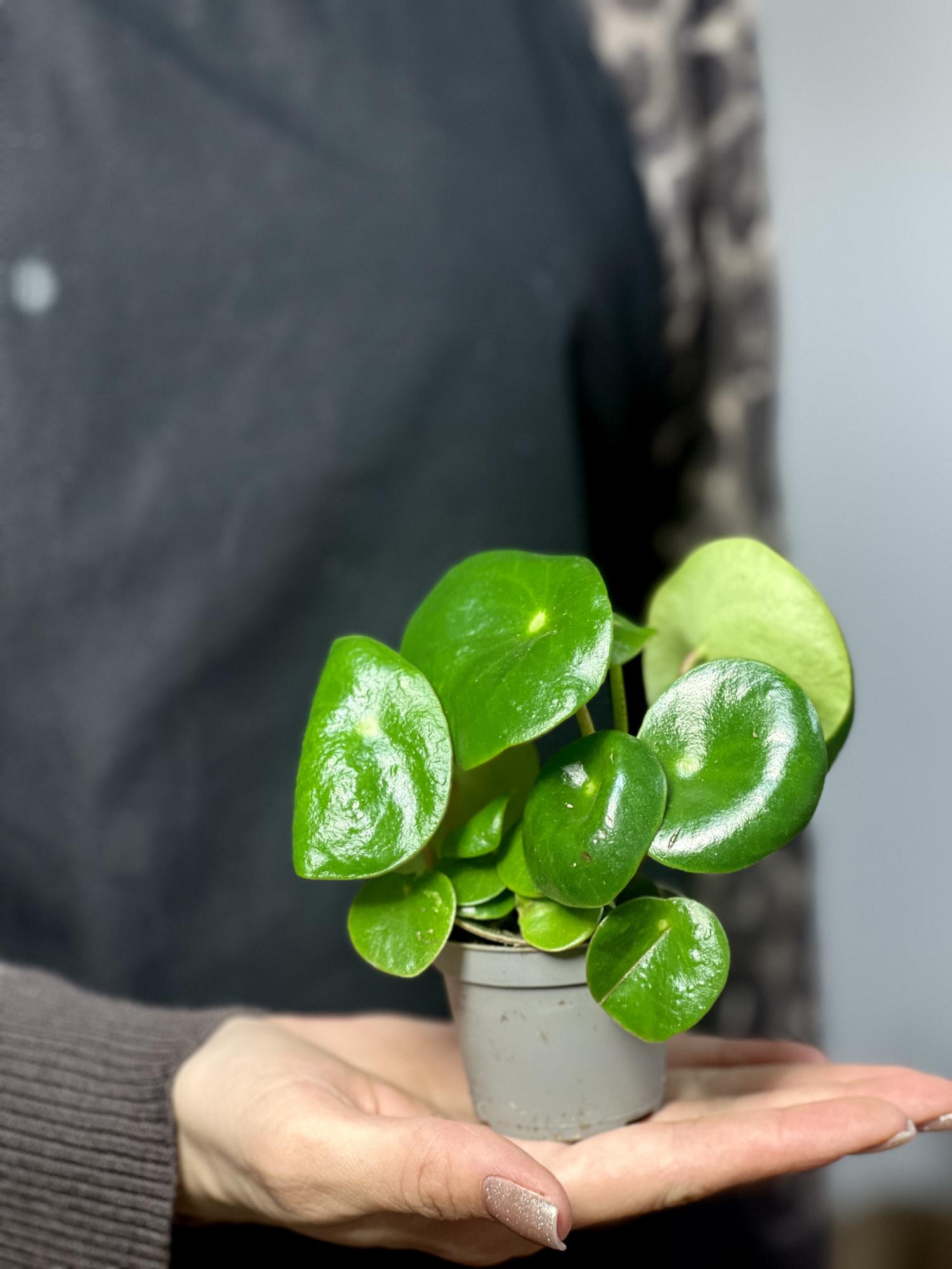 Пеперомия Рейндроп (Peperomia Polybotrya Raindrop) D6см