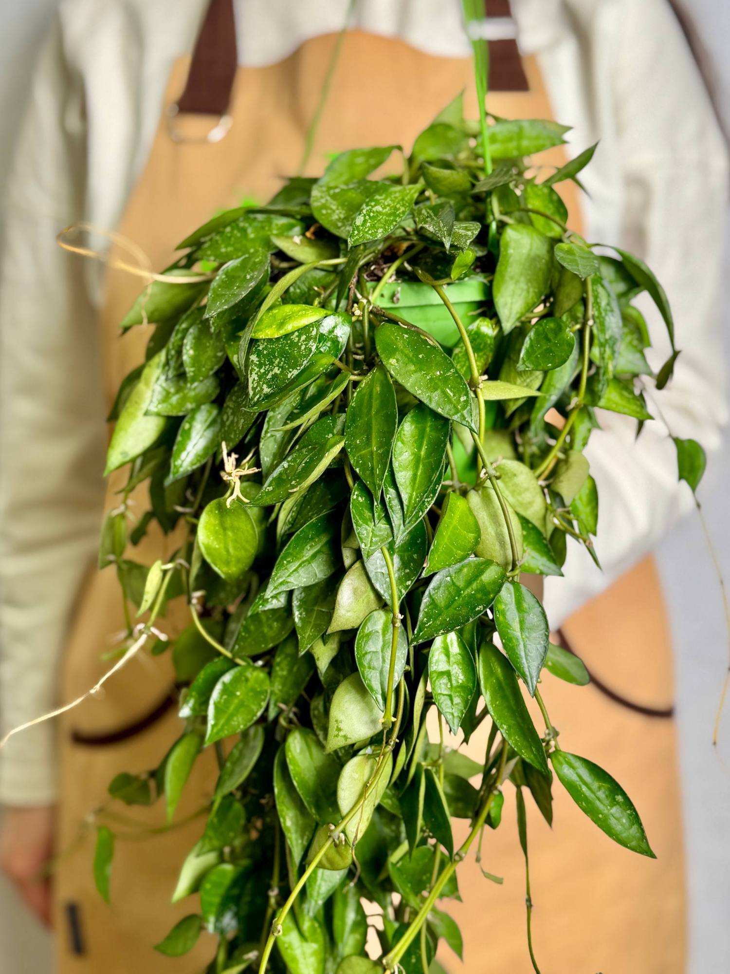 Хойя Паразитика Блэк Маржин (Hoya Parasitica Black Margin) D14см
