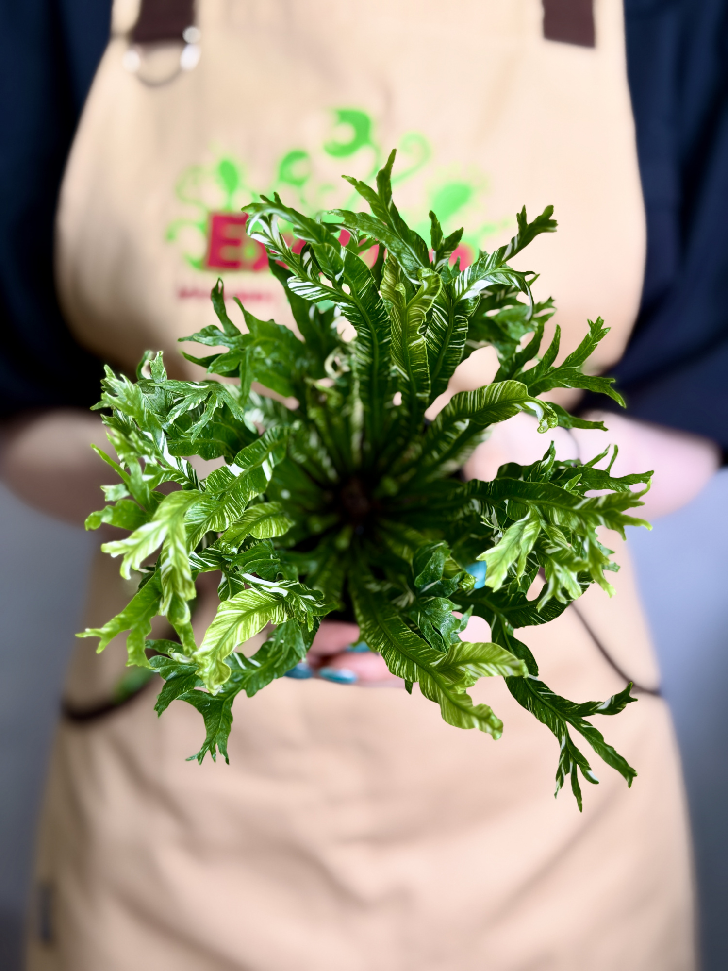 Асплениум Нидус Вариегатный (Asplenium Nidus Variegata) D9см