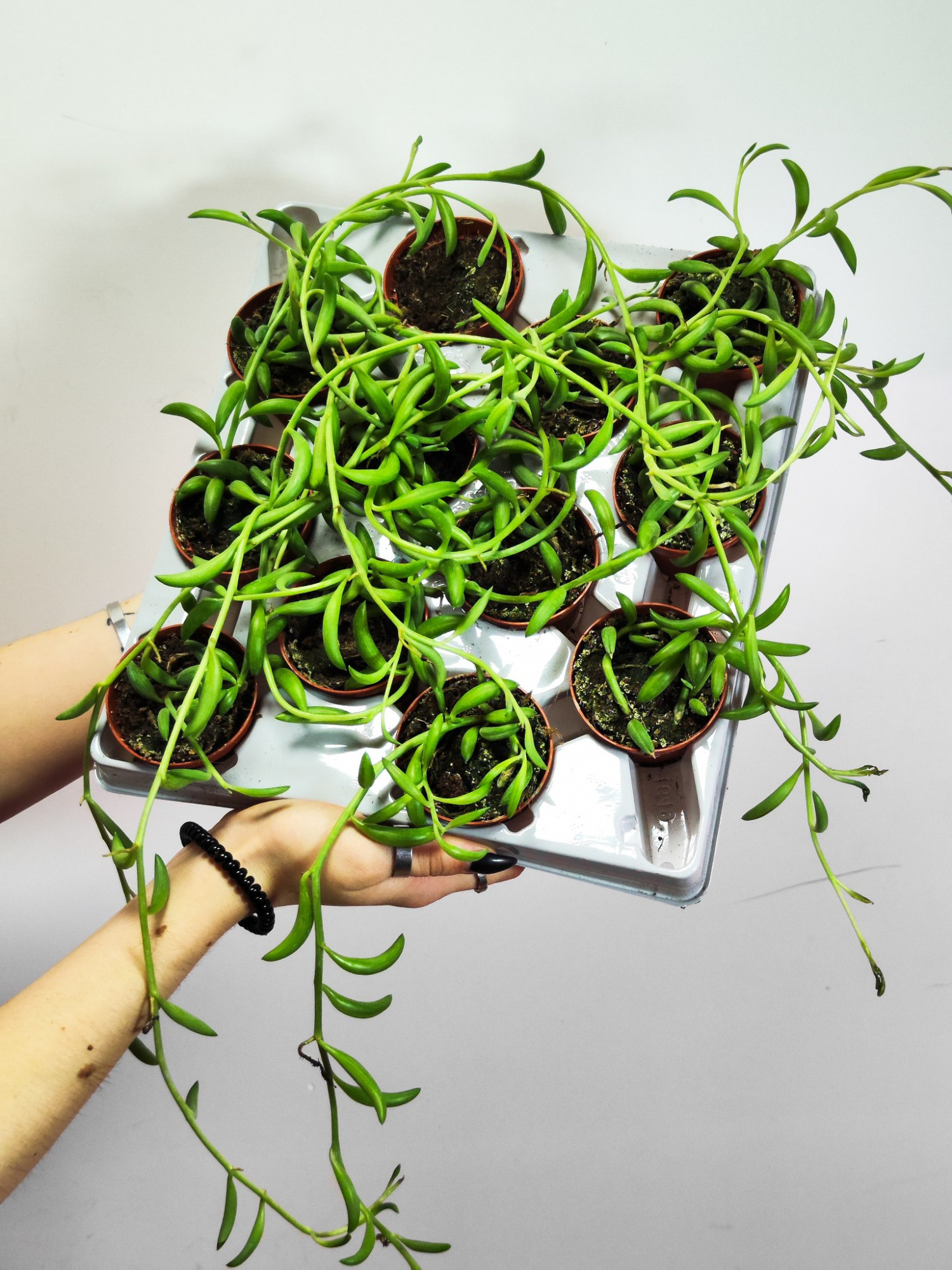 Крестовник Радиканс Бананас (Senecio Radicans) D6см