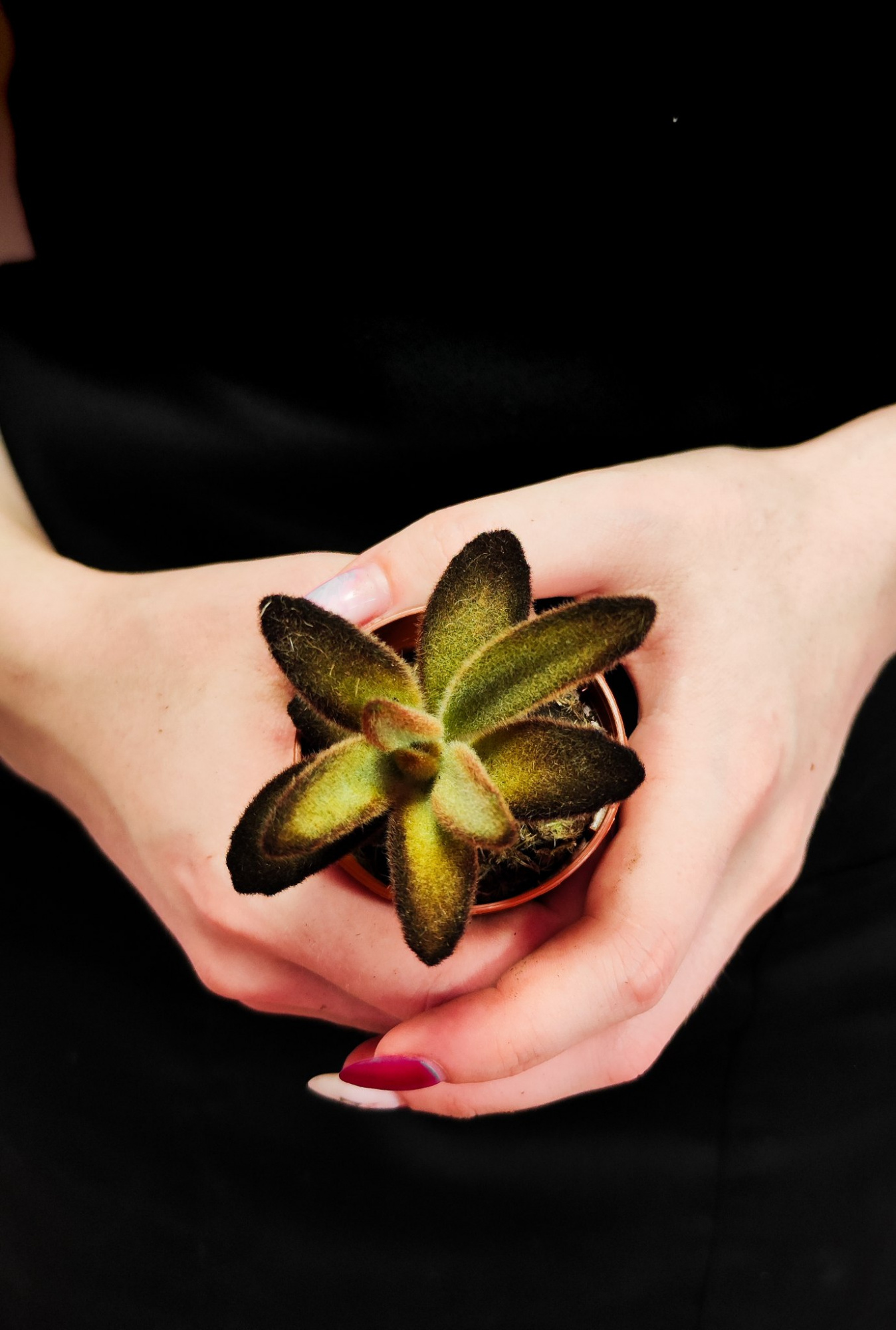Каланхоэ Голден Гёрл (Kalanchoe Golden Girl) D5см