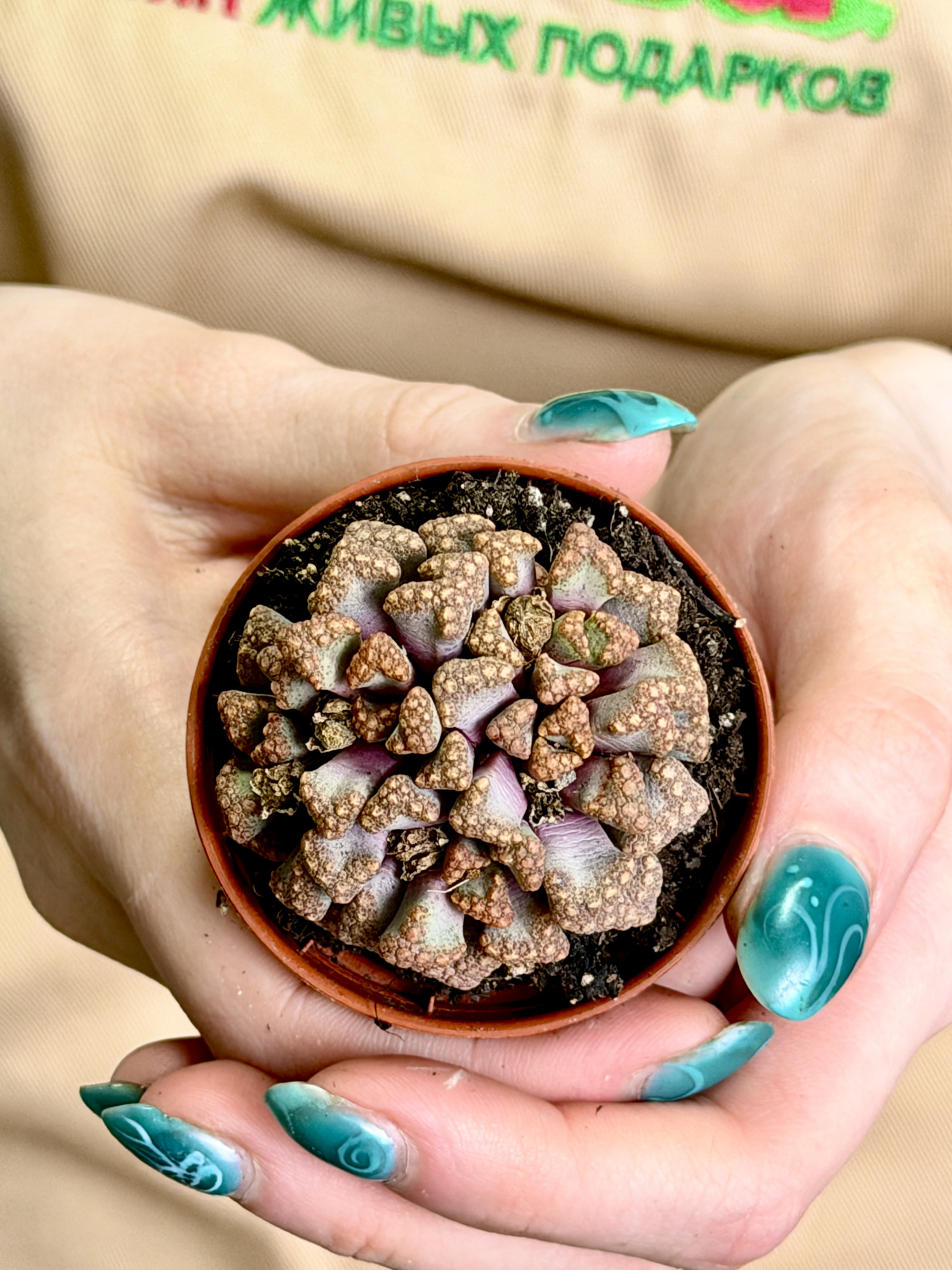 Титанопсис Хуго-Шлехтери (Titanopsis Hugo-Schlechteri) D5см