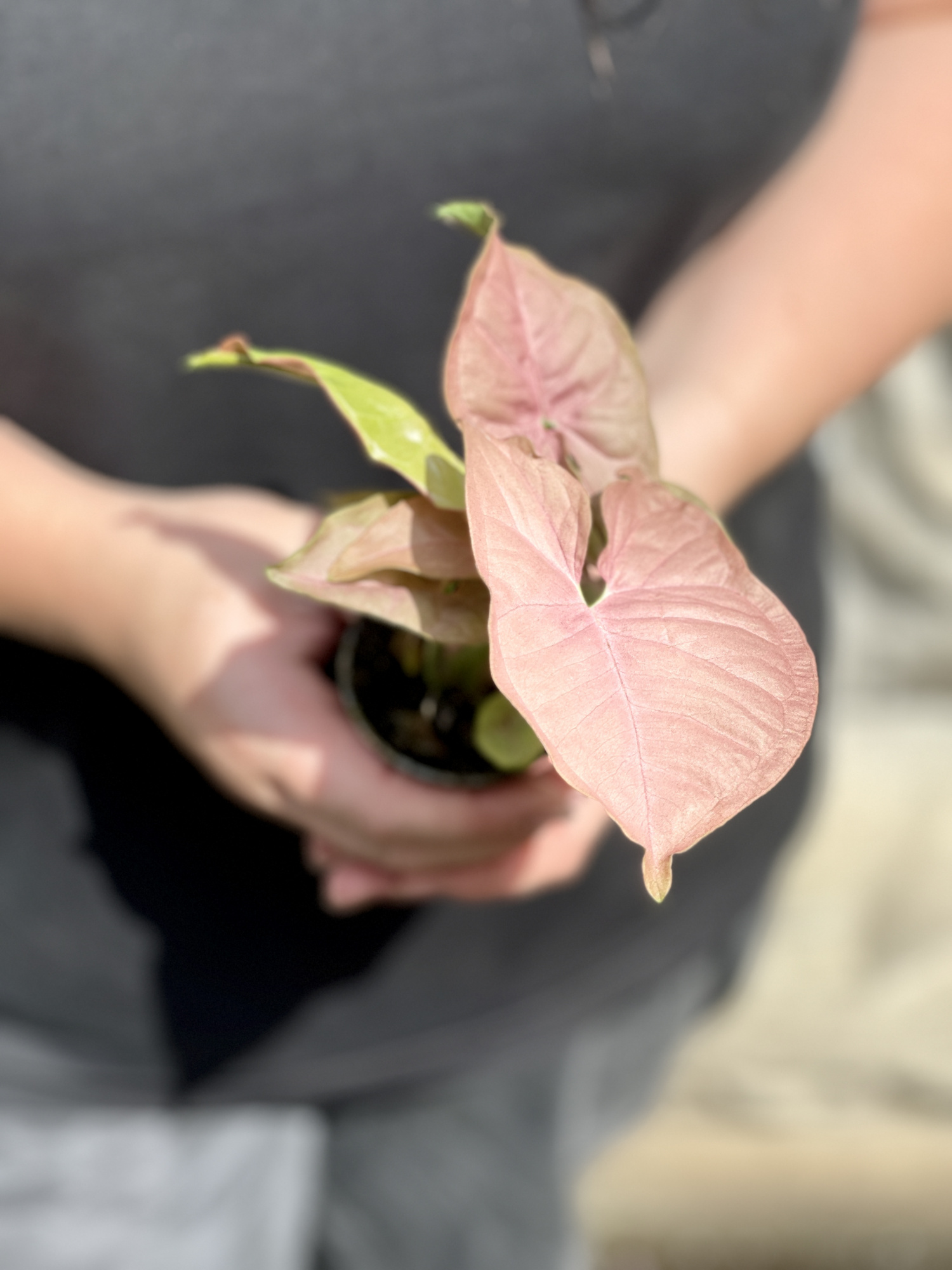 Сингониум Неон (Syngonium Neon) D6см