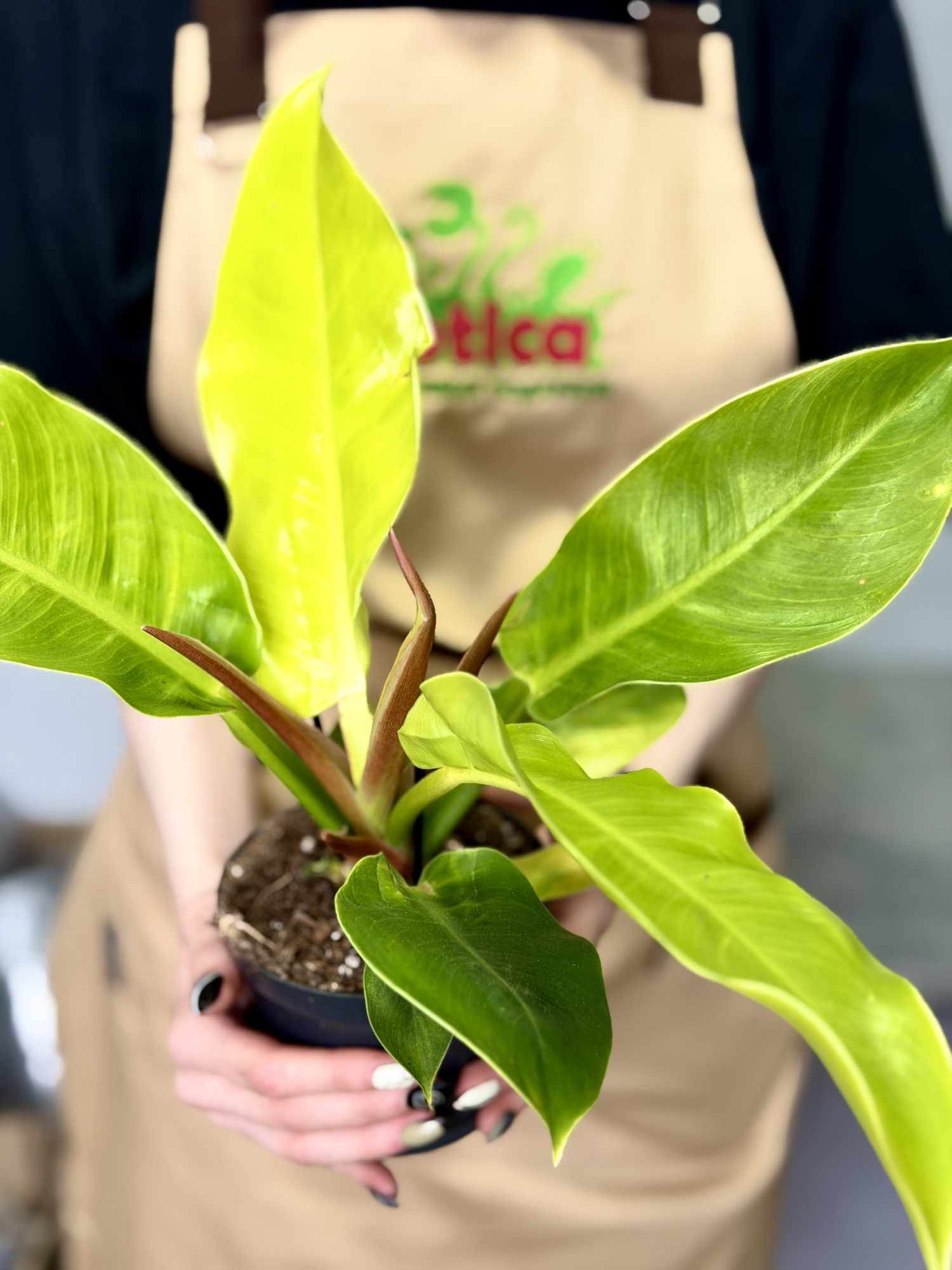 Филодендрон Мунлайт (Philodendron Moonlight) D12см