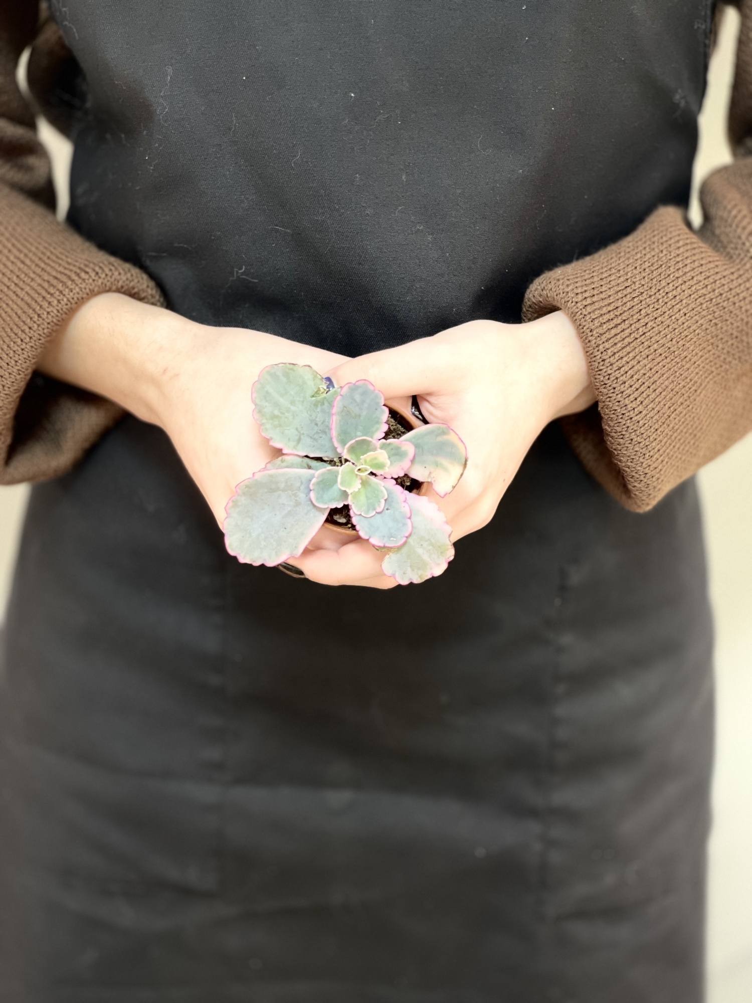 Каланхоэ Федченко Вариегатный (Kalanchoe Fedtschenkoi Variegata) D5см