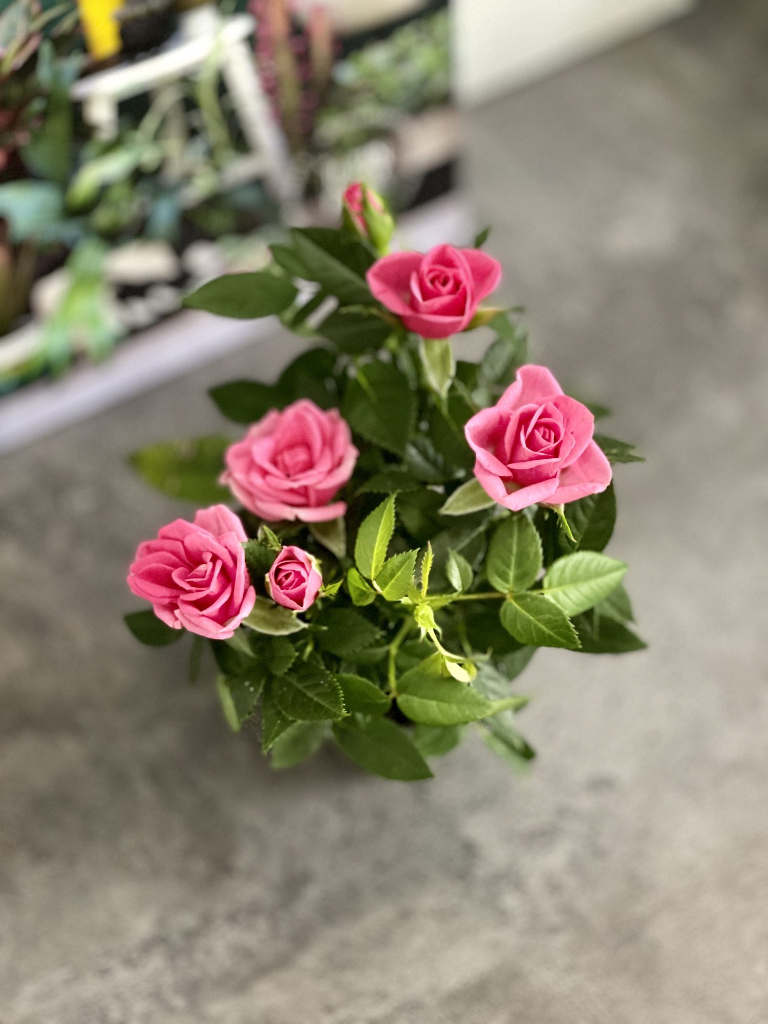 Роза Даника комнатная розовая (Rosa Danica "Pink") D6см