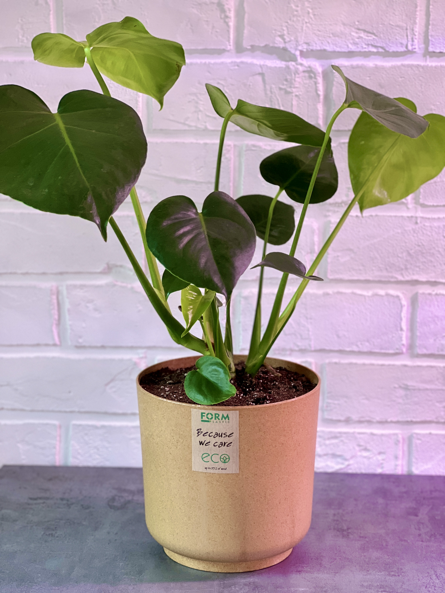 Монстера деликатесная (Monstera deliciosa) D20см.