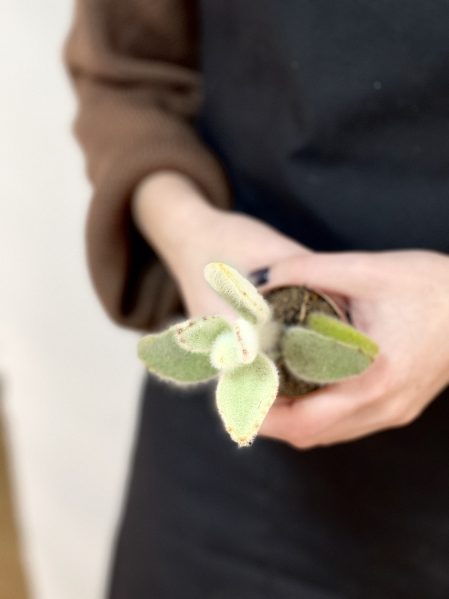 Каланхоэ Вилоза (Kalanchoe Vilosa) D5см