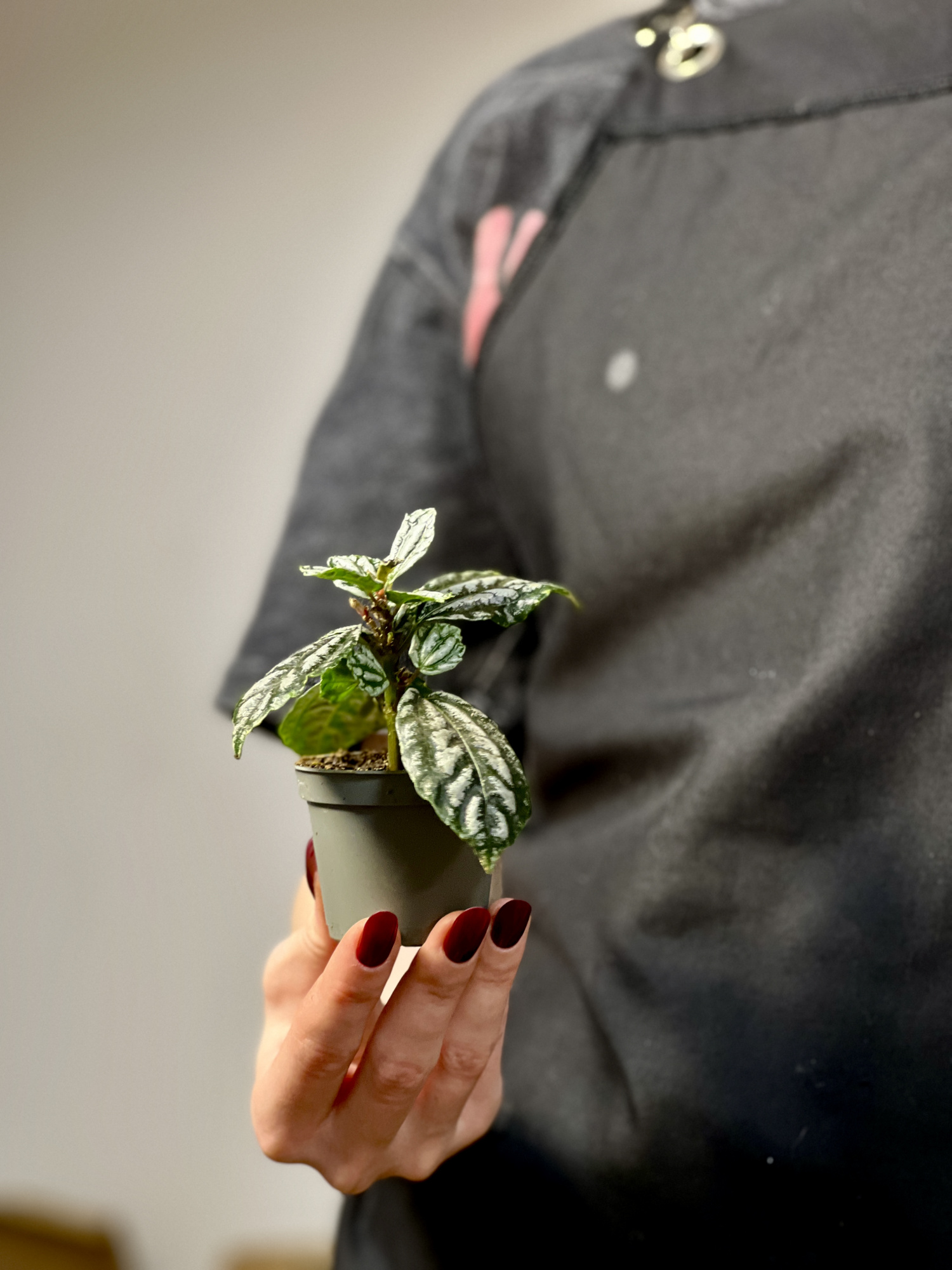 Пилея Арбузная Кадье (Pilea Cadierei) D6см