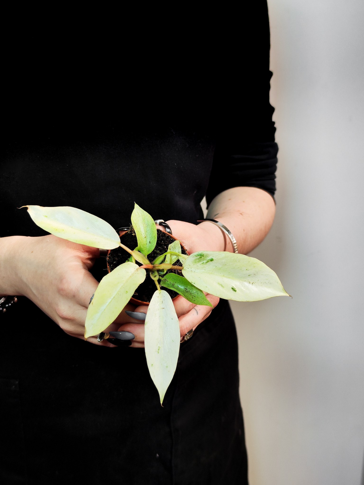 Филодендрон Сноудрифт (Philodendron Snowdrift) D6см
