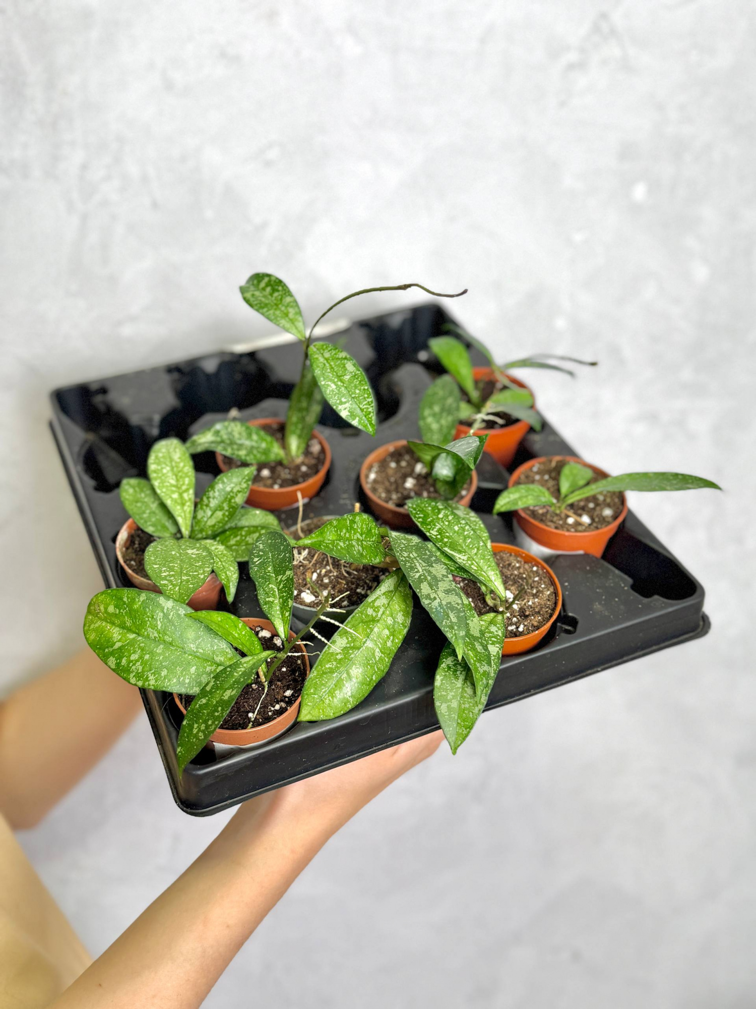 Хойя Крассиопетиолата Сплеш (Hoya Crassipetiolata Splash) D6см