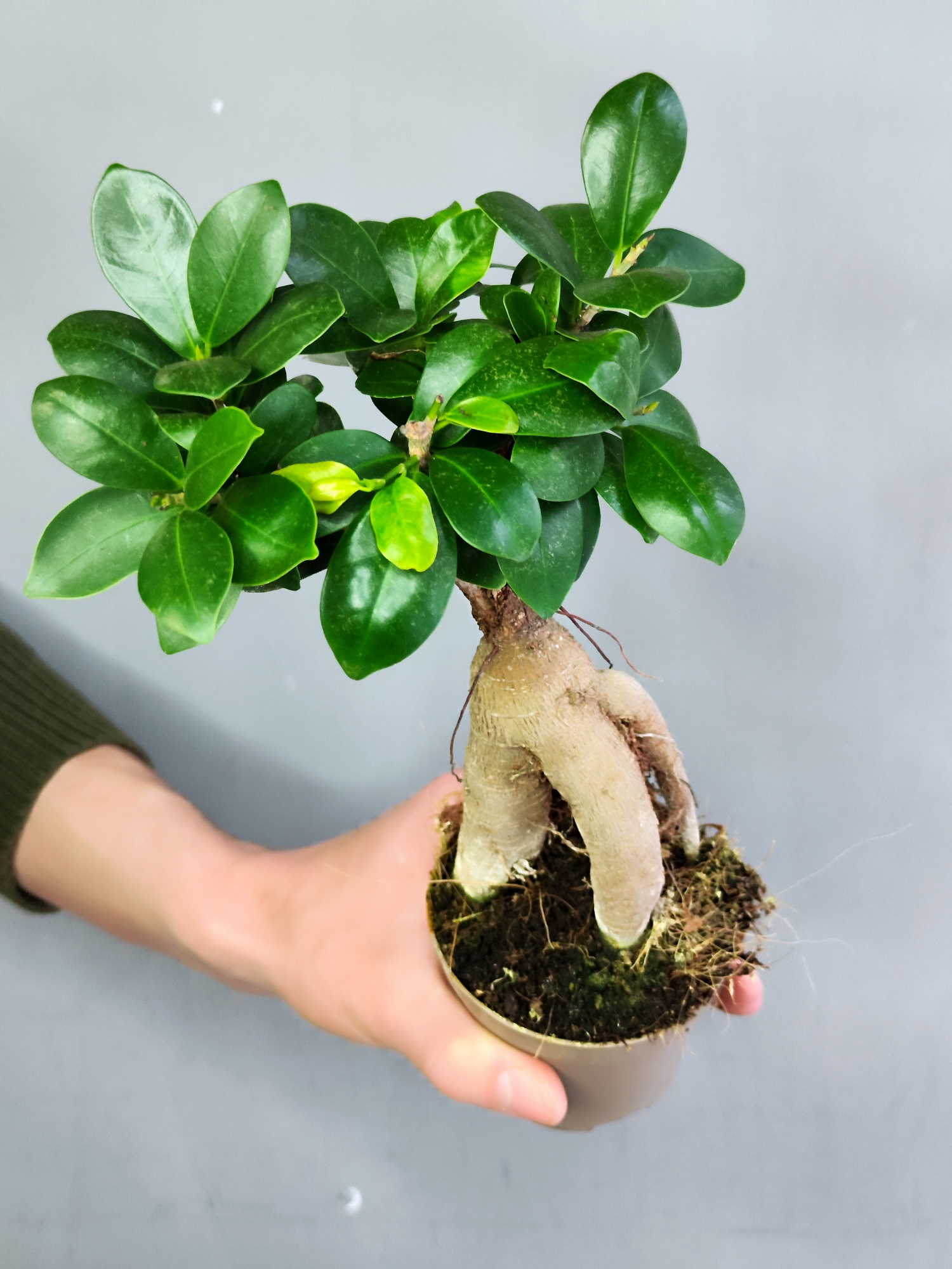 Фикус Микрокарпа (Ficus Microcarpa) D9см
