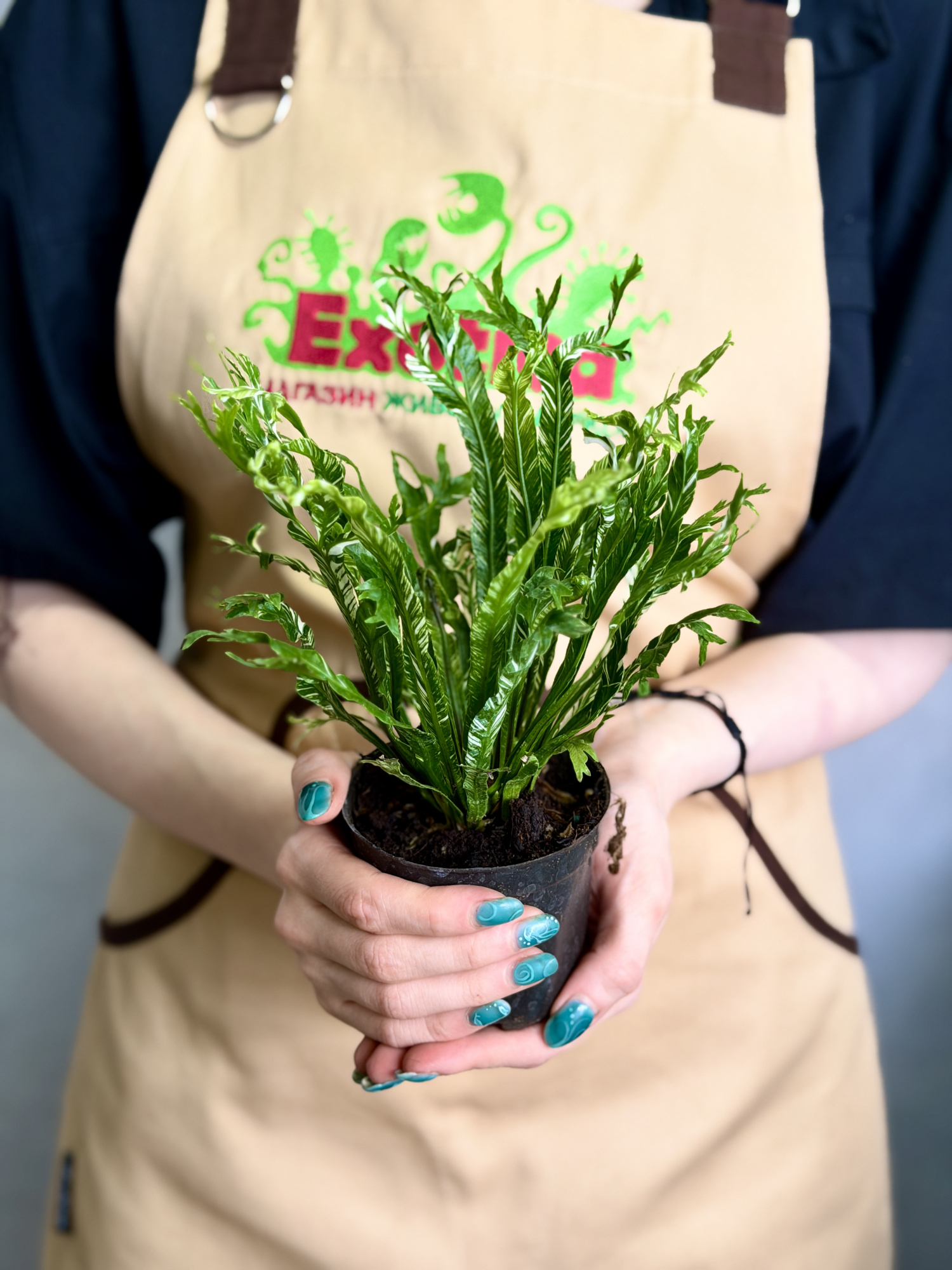 Асплениум Нидус Вариегатный (Asplenium Nidus Variegata) D9см