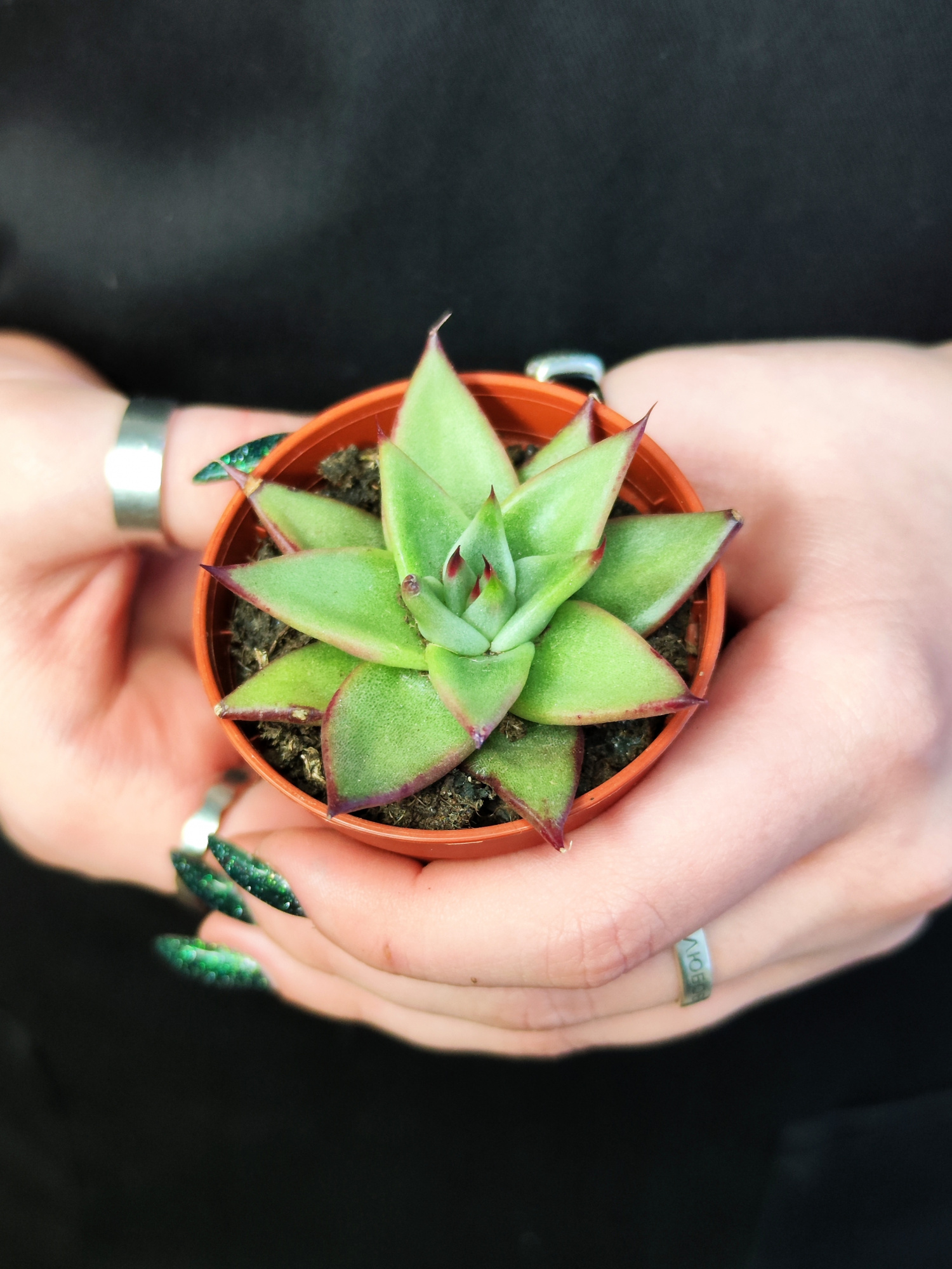 Эхеверия «Агавоидес Эбони» (Echeveria Agavoides Ebony) D5см