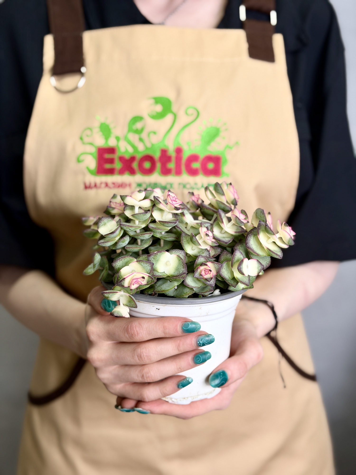 Крассула Стар Принц Брокадэ (Crassula Star Prince Brocade) D11см