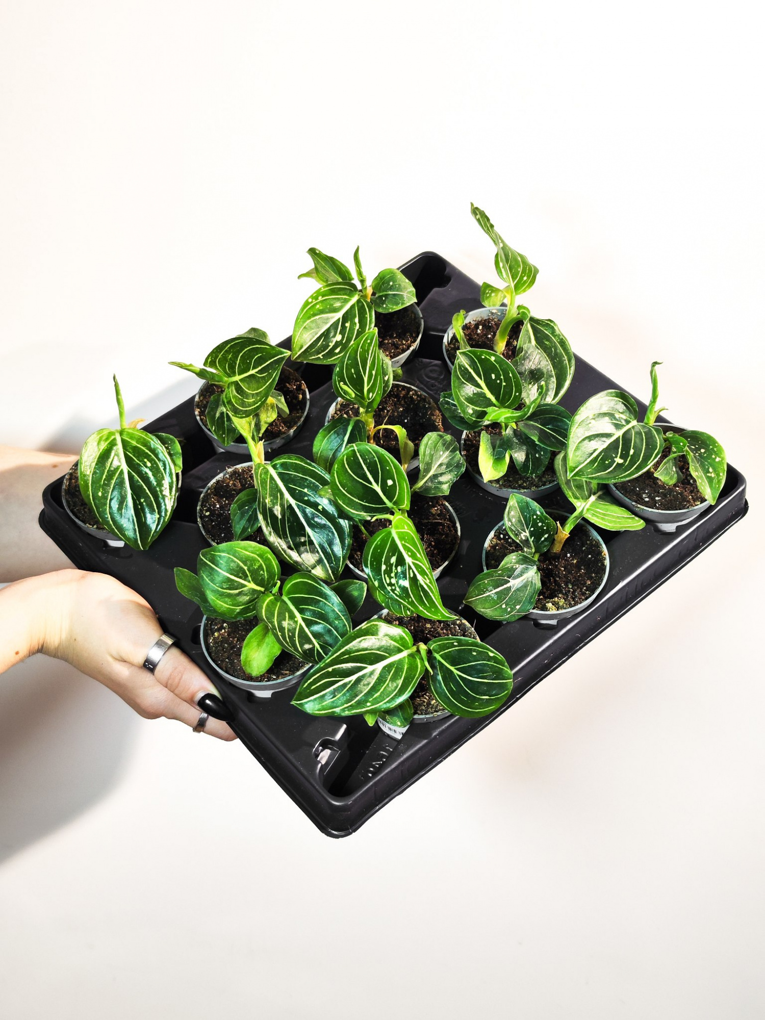 Аглаонема Томс Прайд (Aglaonema Toms Pride) D6см