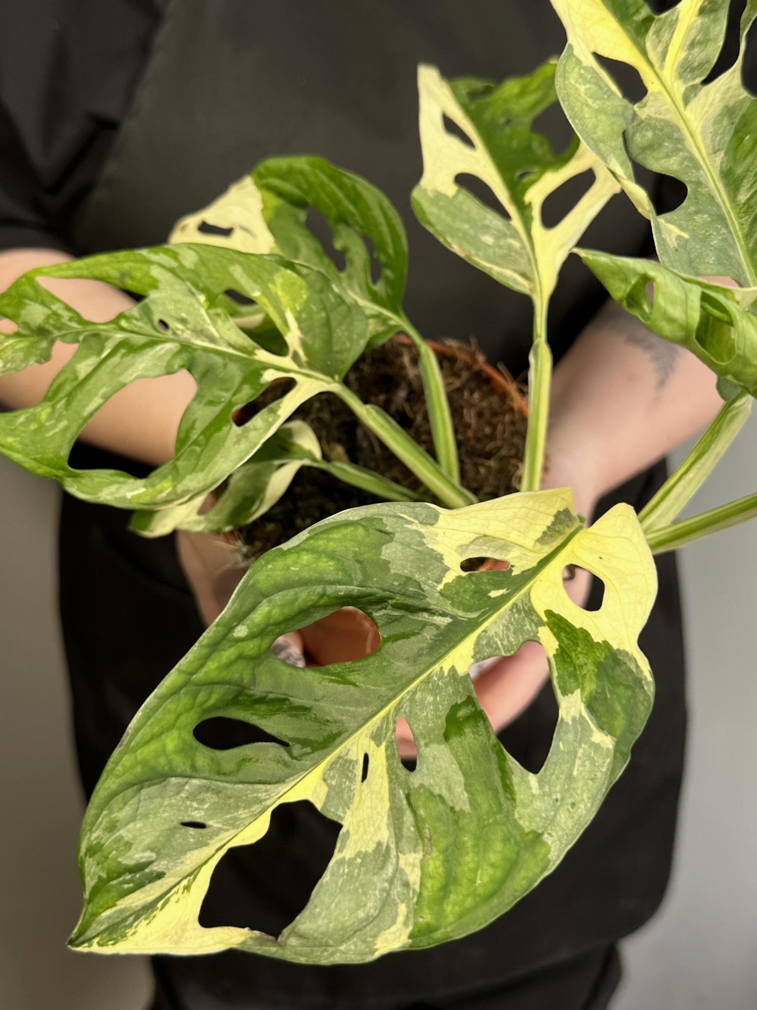 Монстера Адансона Вариегатная (Monstera Adansonii Variegata) D12см