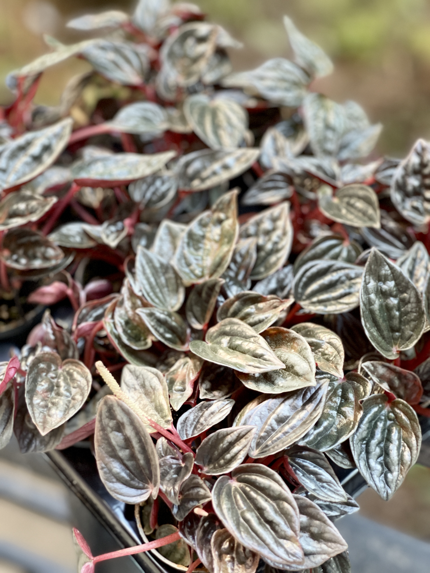 Пеперомия Каперата Мендоза (Peperomia Caperata Mendoza) D5см