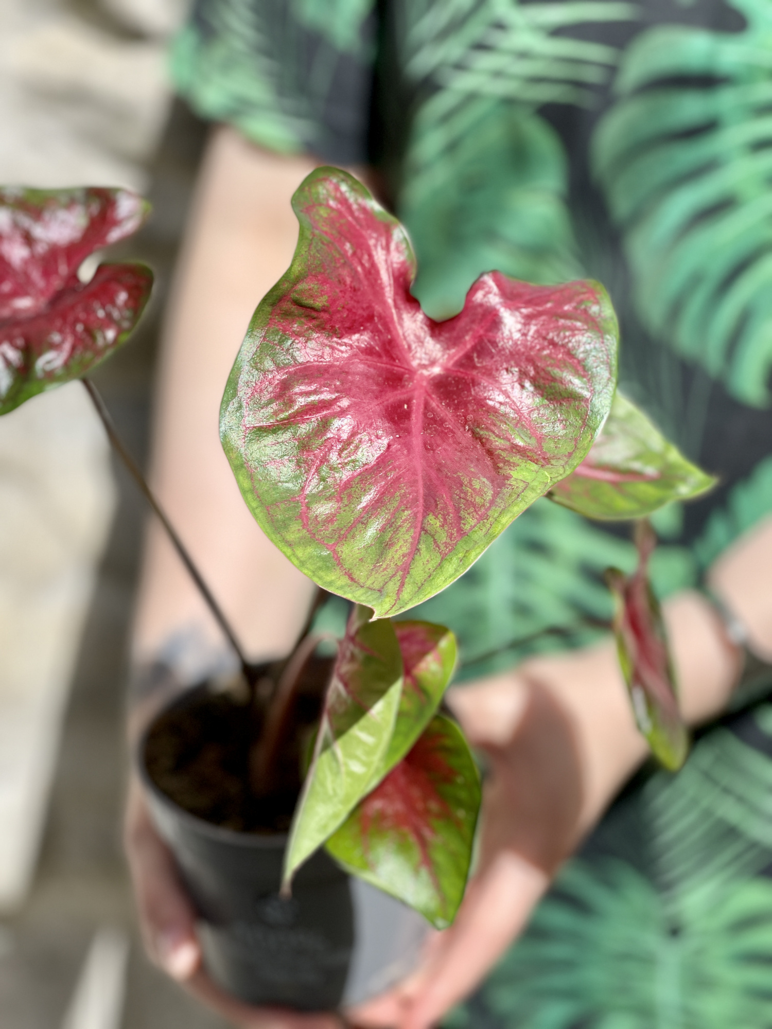 Каладиум Роял Флеш (Caladium Royal Flush) D12см