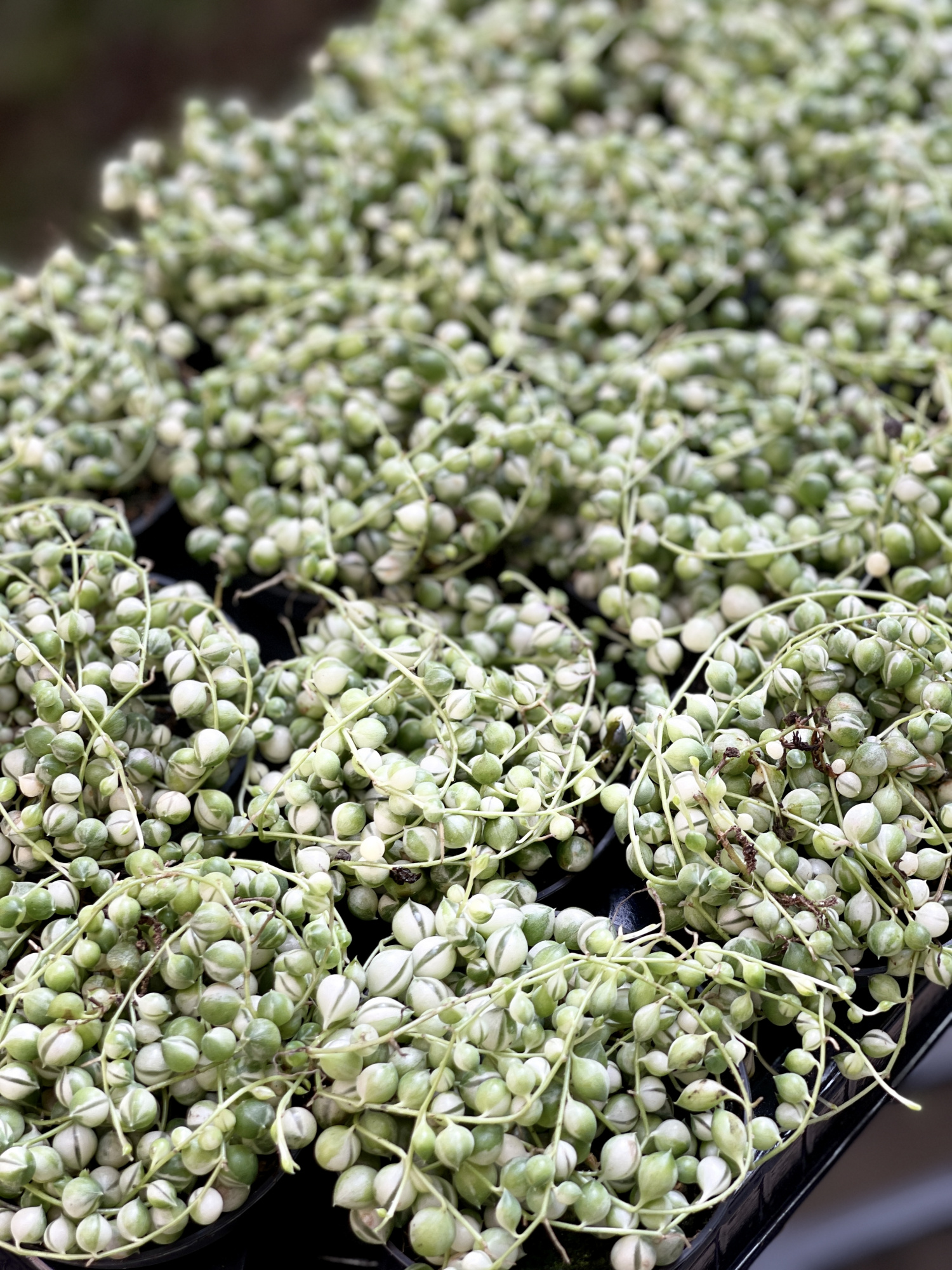 Крестовник Роули Вариегатный (Senecio Rowleyanus Variegata) D8см