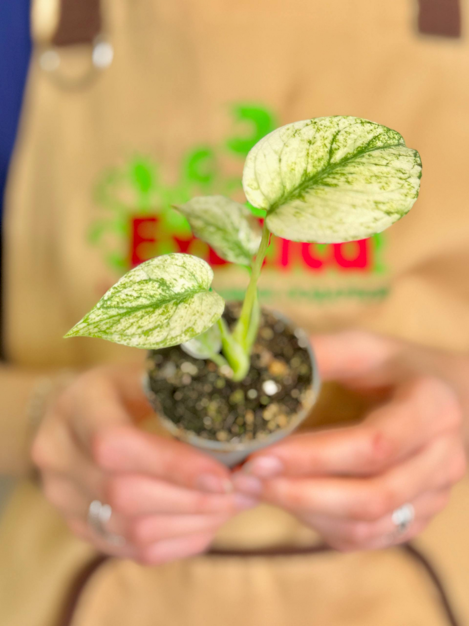 Монстера Вайт Монстер (Monstera White Monster) D6см