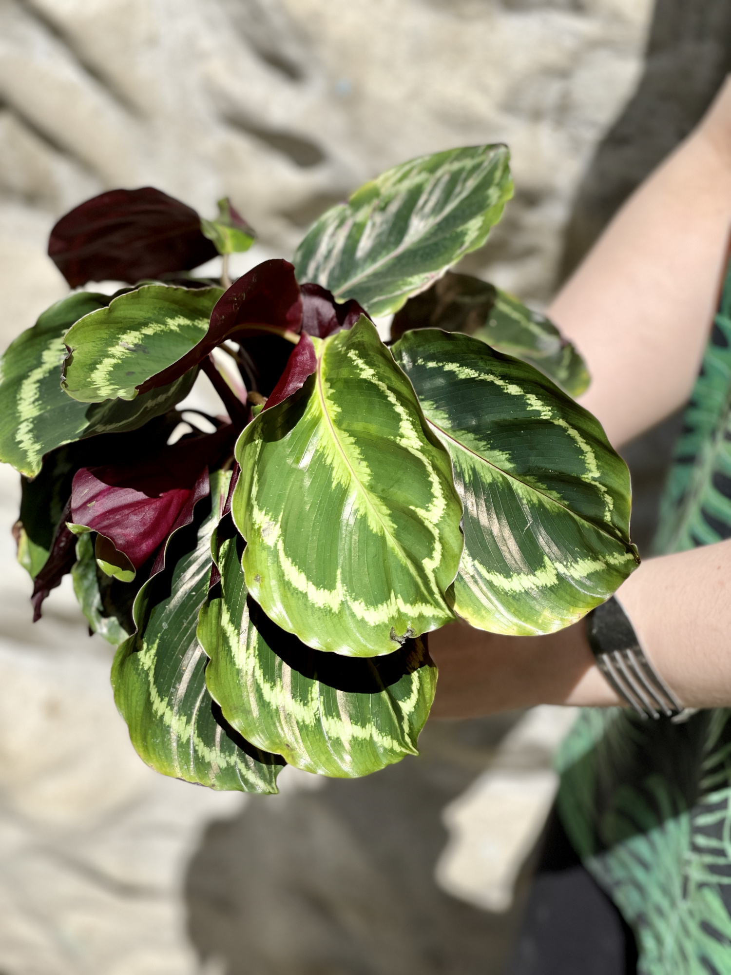 Калатея Медальон (Calathea Roseopicta Medallion) D12см