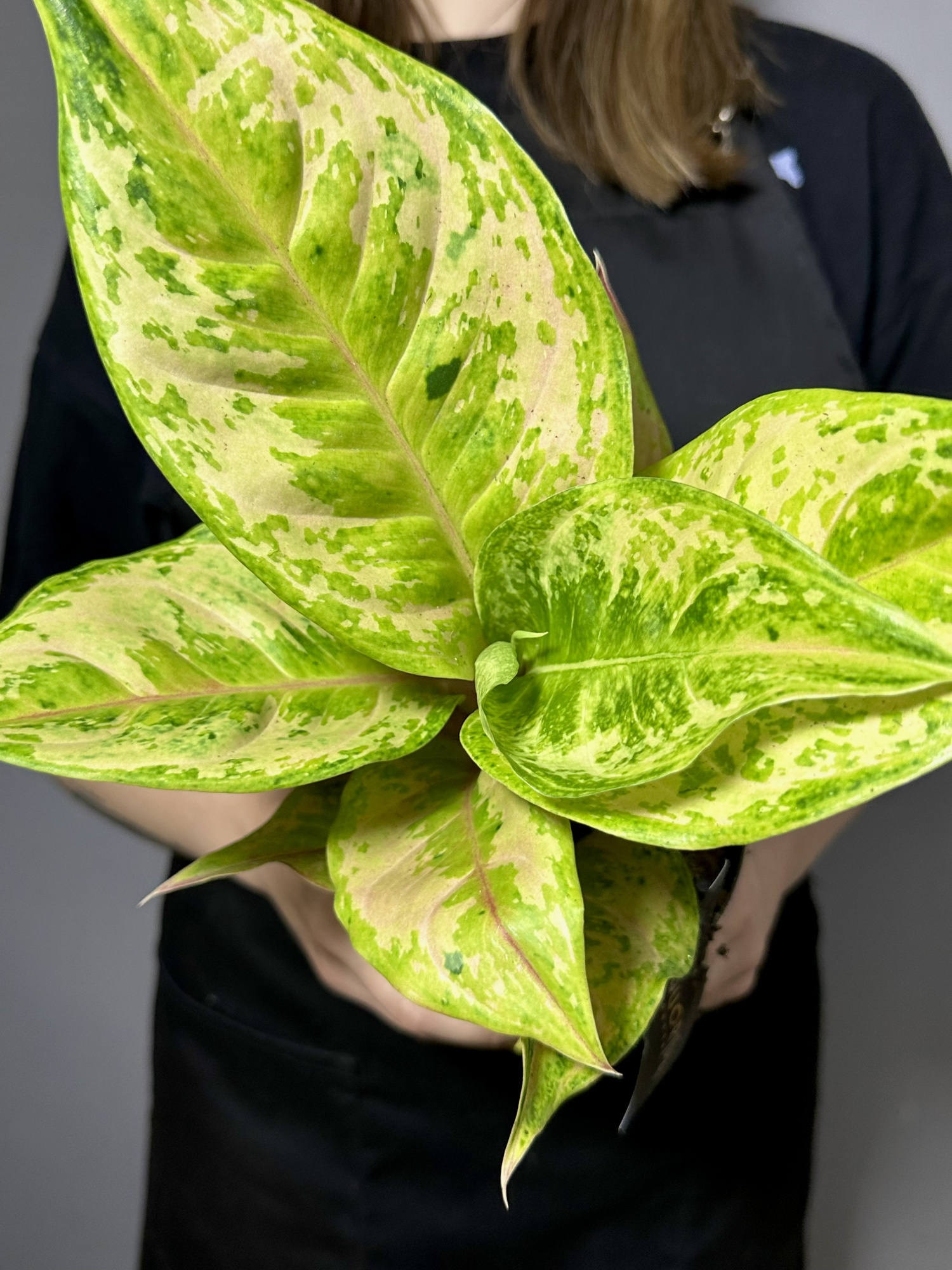Аглаонема Пастелла (Aglaonema Pastella) D12см
