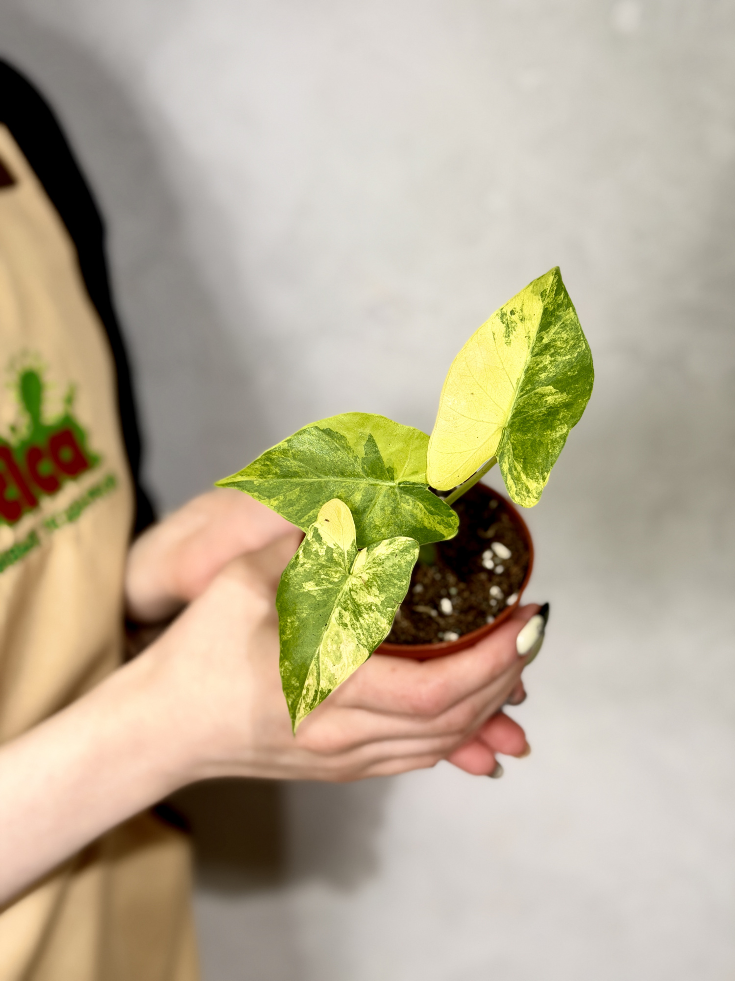 Алоказия Гагеана Вариегатная Ауреа (Alocasia Gageana Variegated Aurea) D8см