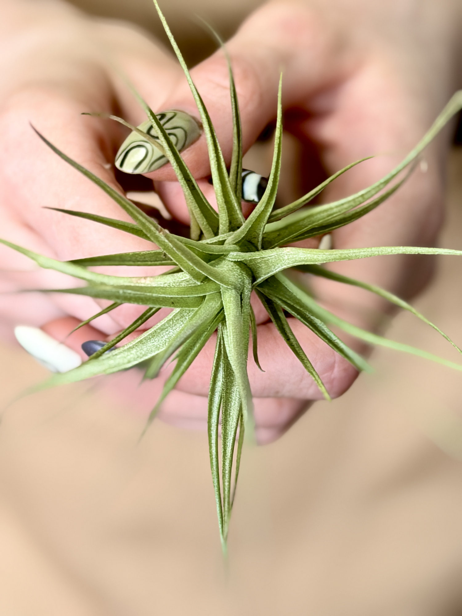 Тилландсия Бергери (Tillandsia Bergeri)