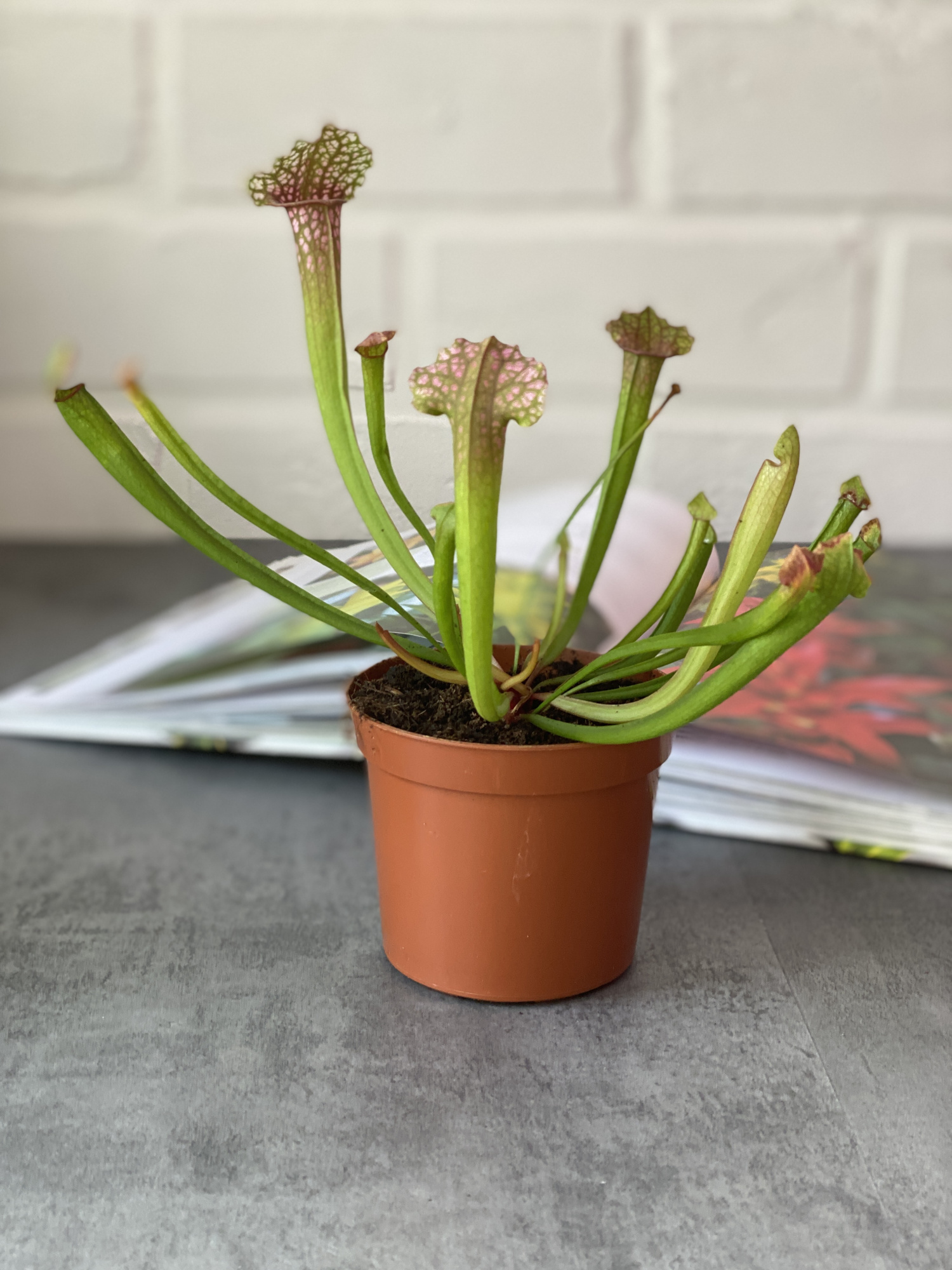 Саррацения Сопера (Sarracenia Juthatip Soper) D9см