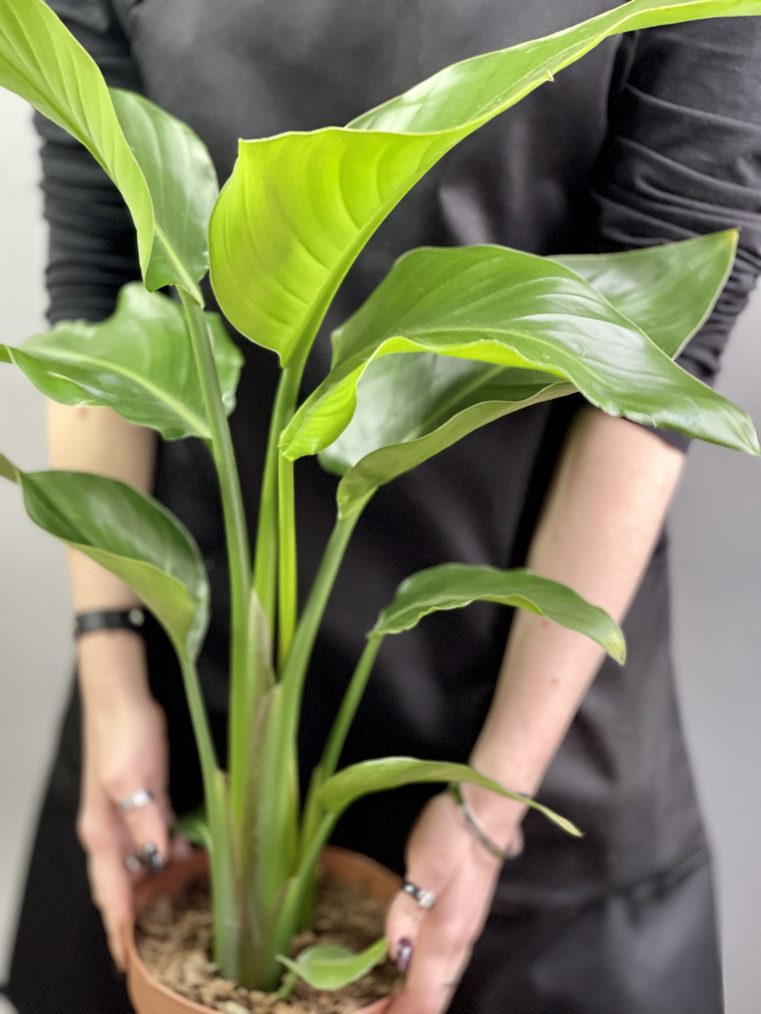 Стрелиция Николая (Strelitzia Nicolai) D17см