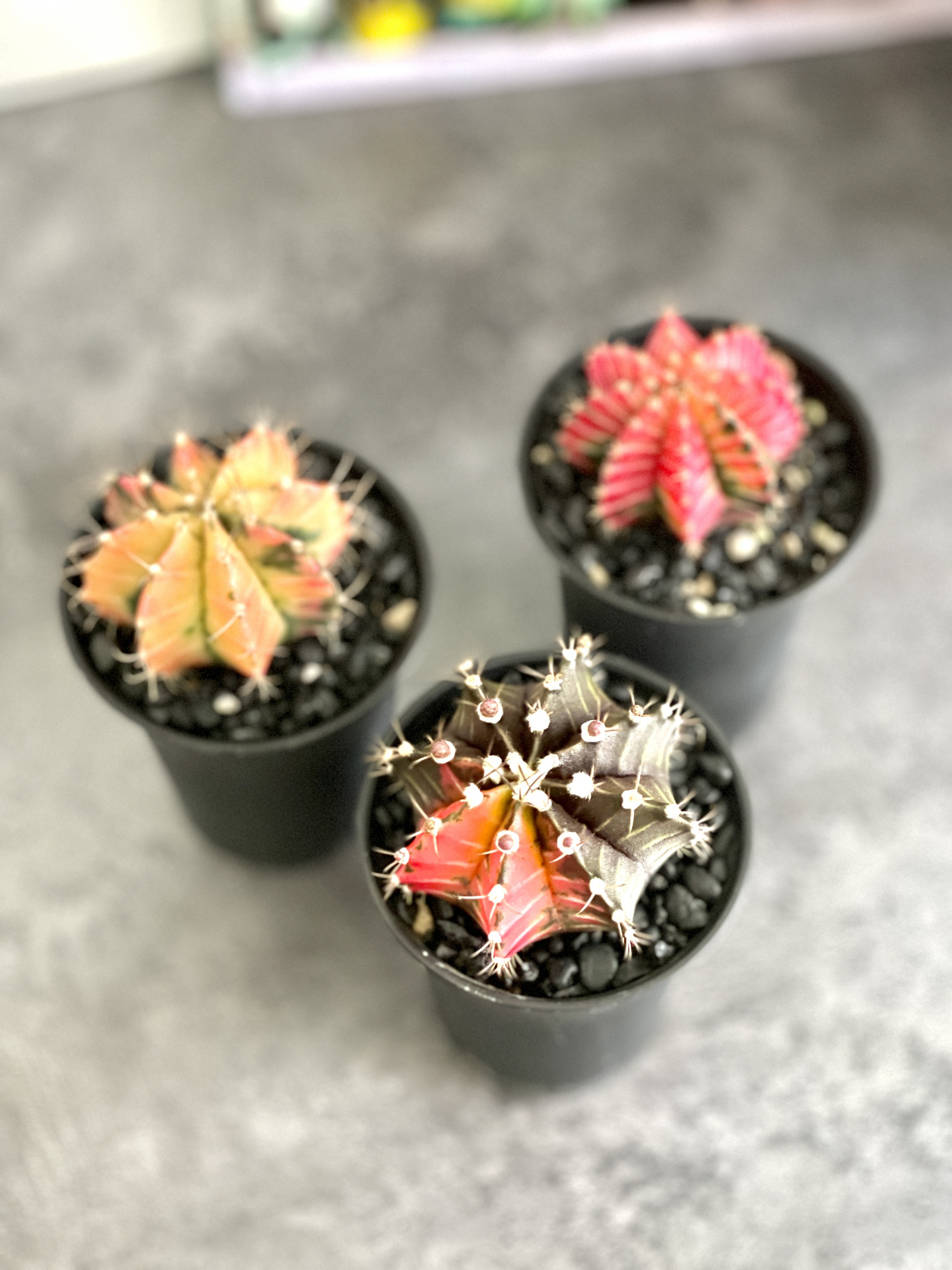 Кактус Гимнокалициум Михановича Вариегатный (Gymnocalycium Mihanovichii Variegata) D7см