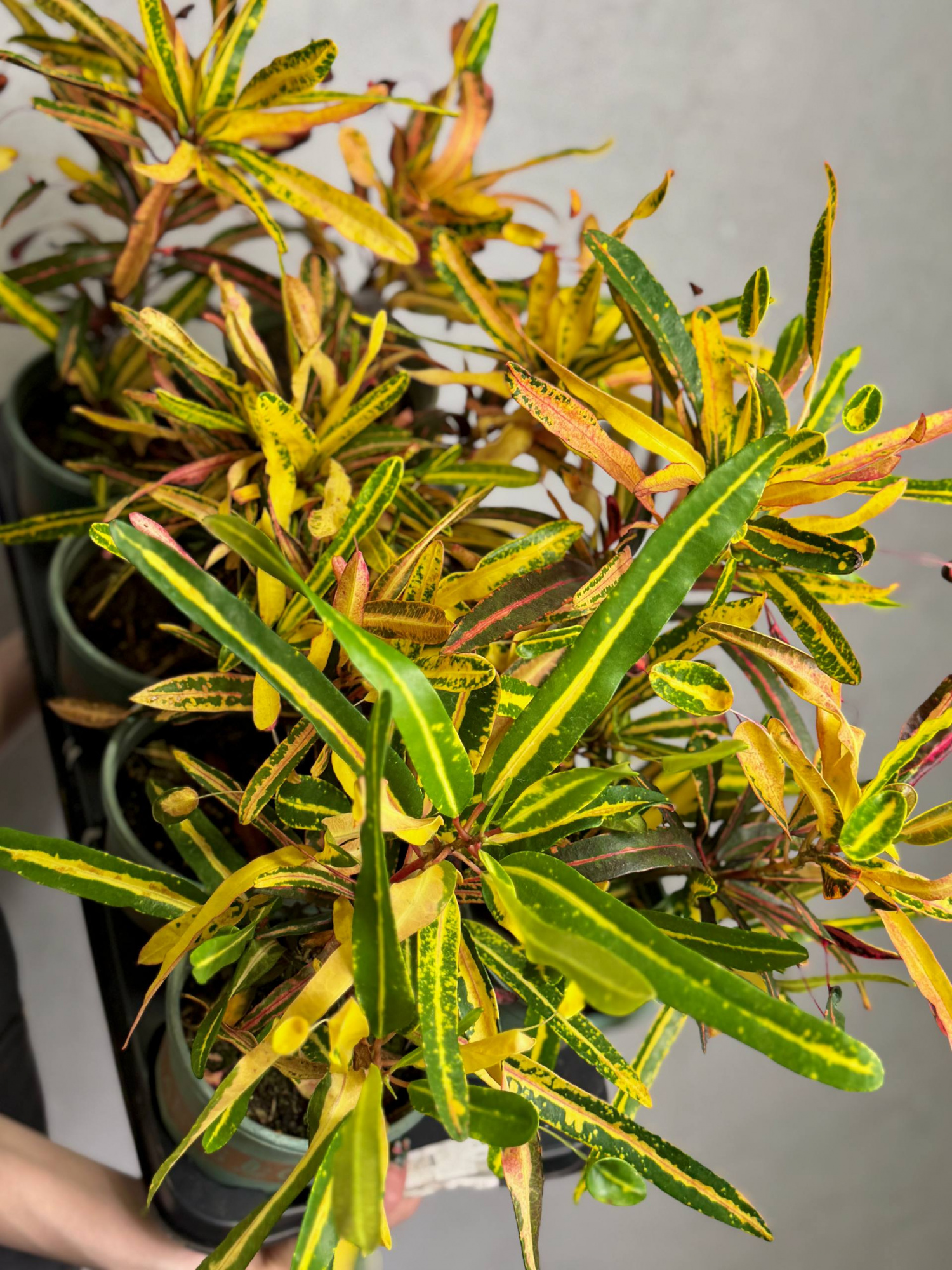 Кротон (Кодиеум) Мама и Дочки Вариегатный (Codiaeum variegatum Mother and Daughters) D12см