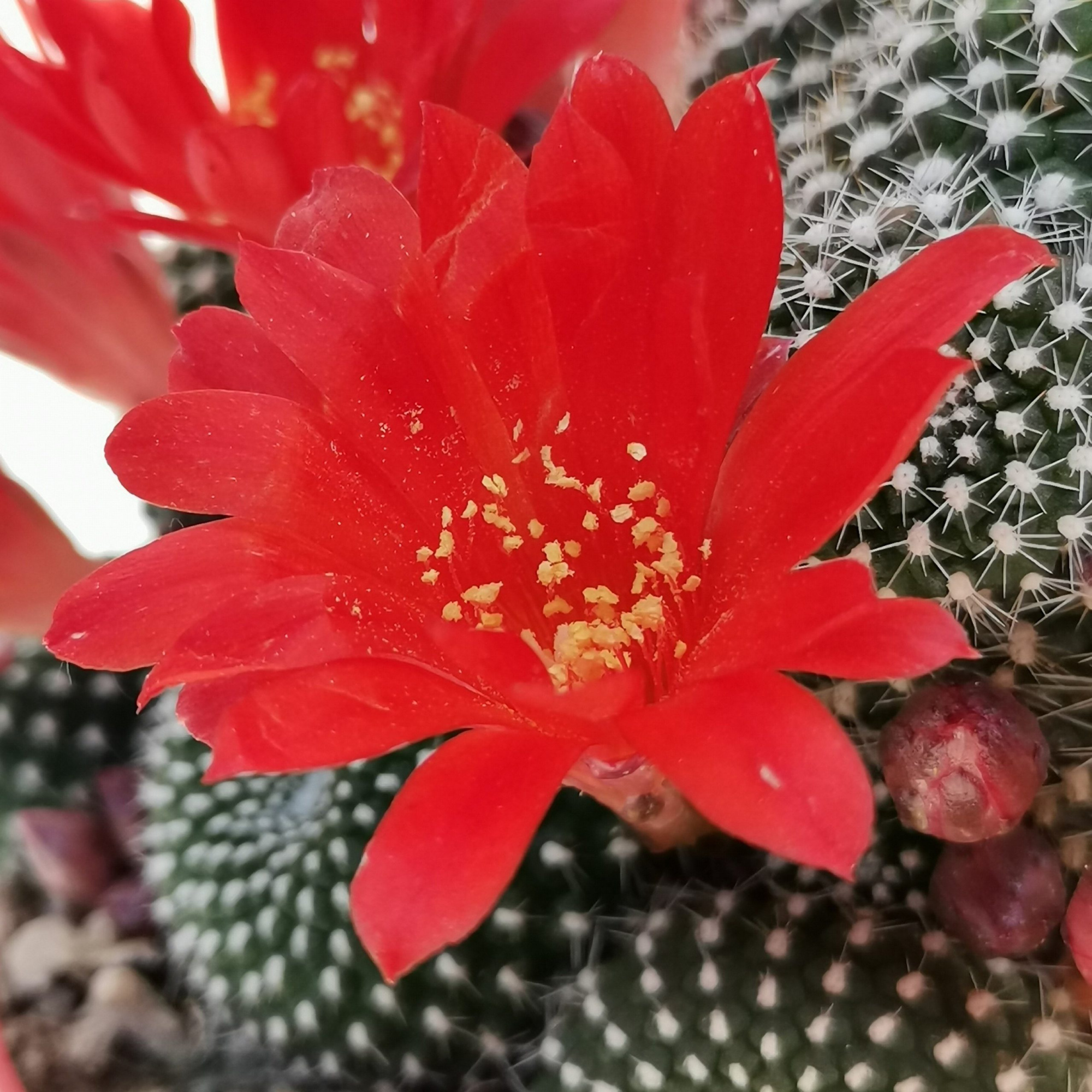 Кактус Ребуция Краинциана, Красная (Rebutia Krainziana) D5см