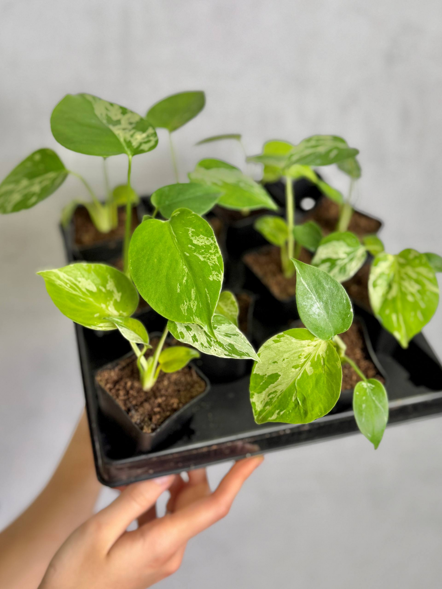 Монстера Бульбазавр (Monstera Bulbasaur) D6см