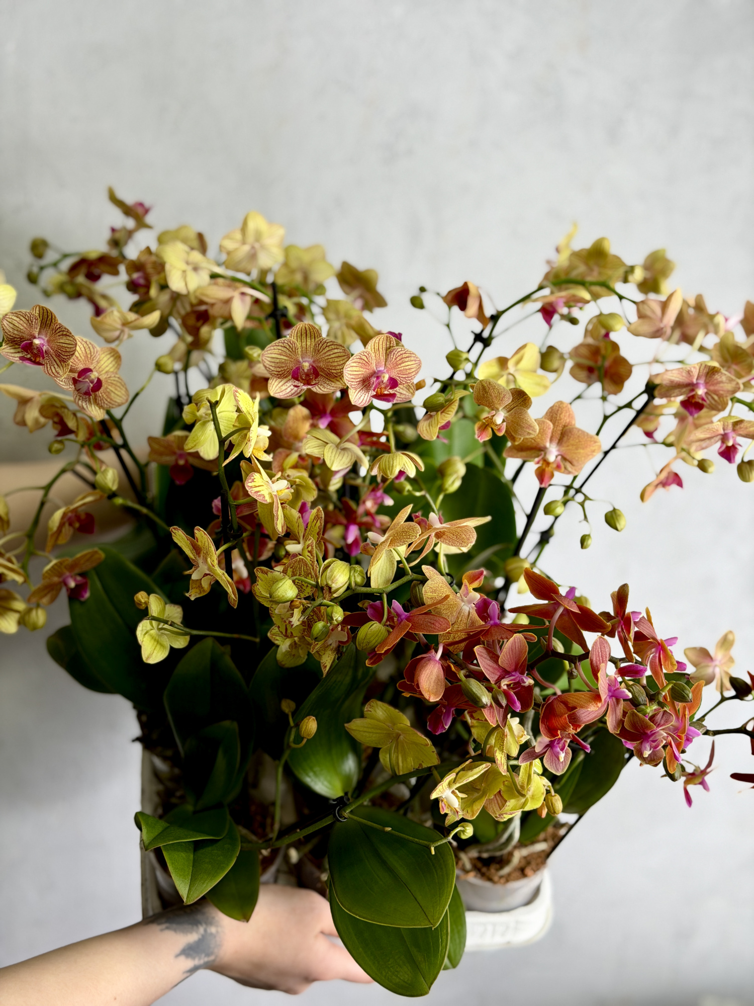 Фаленопсис Дасти Белл (Phalaenopsis Dusty Belle) D9см