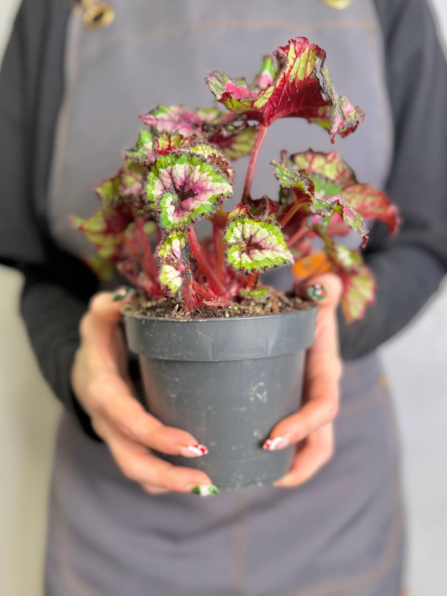 Бегония Макарена (Begonia Rex Macarena) D12см