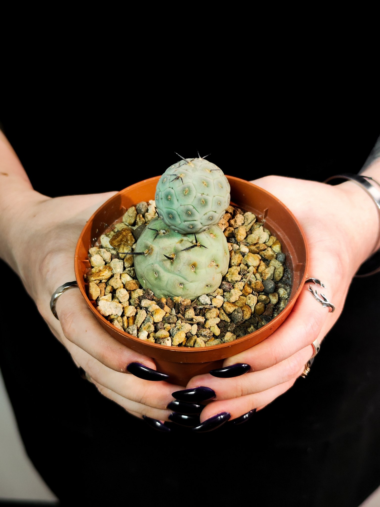Тефрокактус Геометрический (Tephrocactus Geometricus) D10см