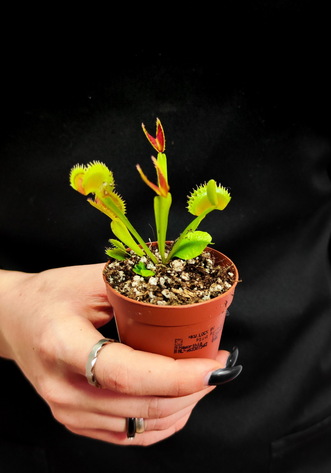 Венерина Мухоловка Дракула (Dionaea Muscipula Dracula) D5см