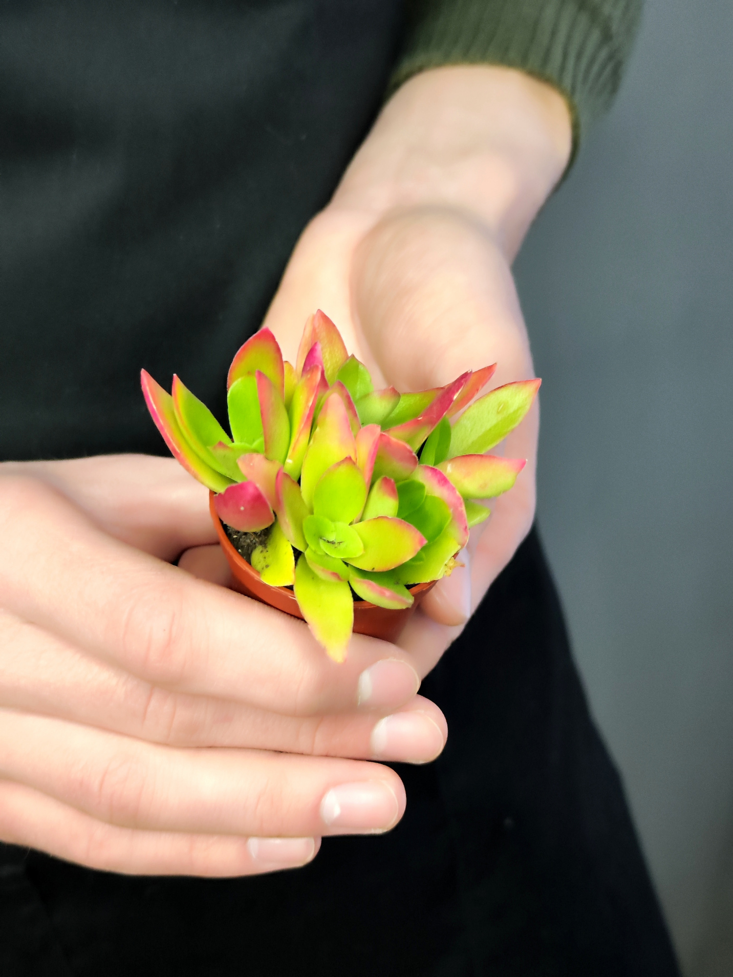 Крассула Капителла Кэмпфайер Ред (Crassula Capitella Campfire Red) D5см