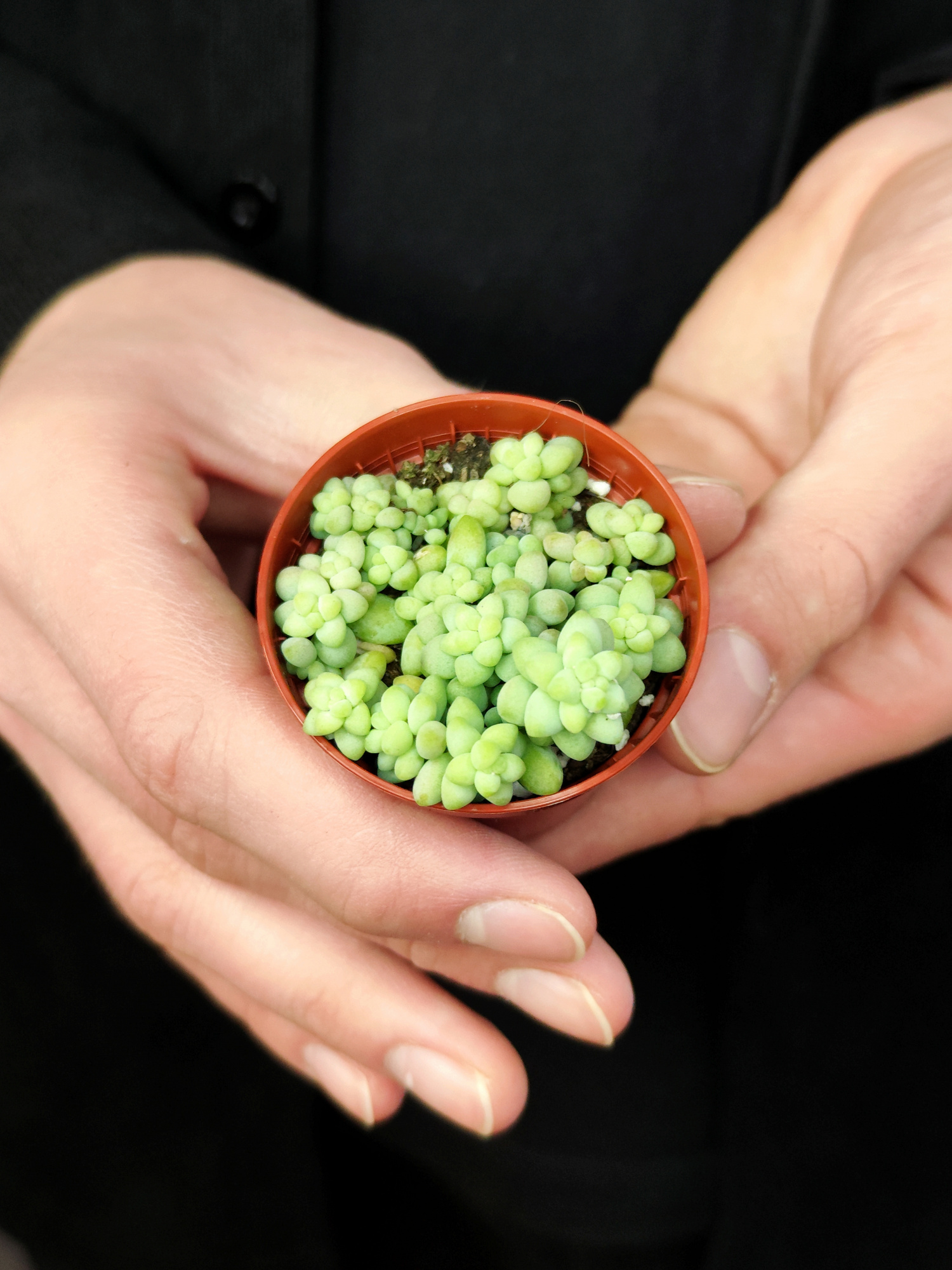 Седум Буррито Мини (Sedum Burrito Mini) D5см