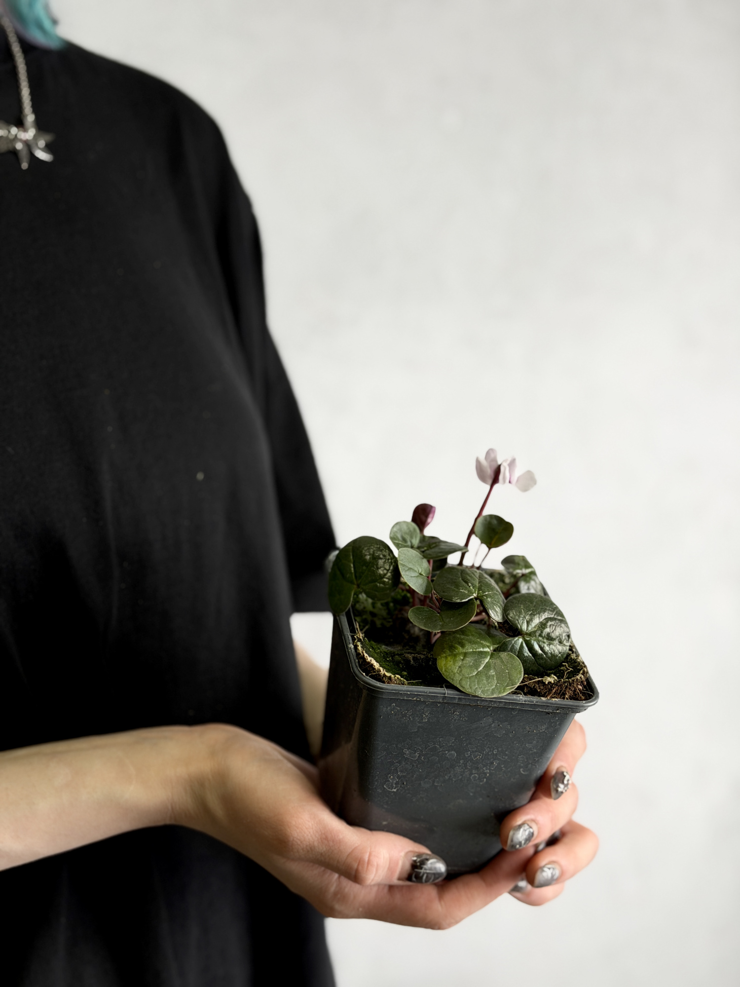 Цикламен Косский Роуз (Cyclamen Coum Rose) D8см