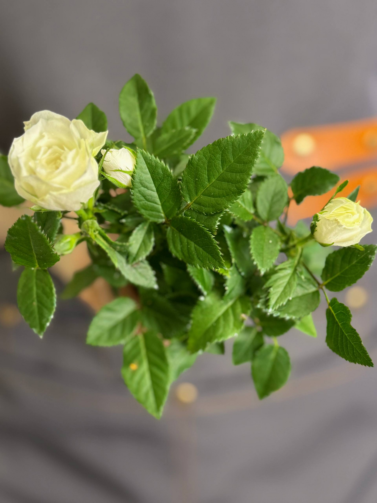 Роза Даника комнатная белая (Rosa Danica White) D6см