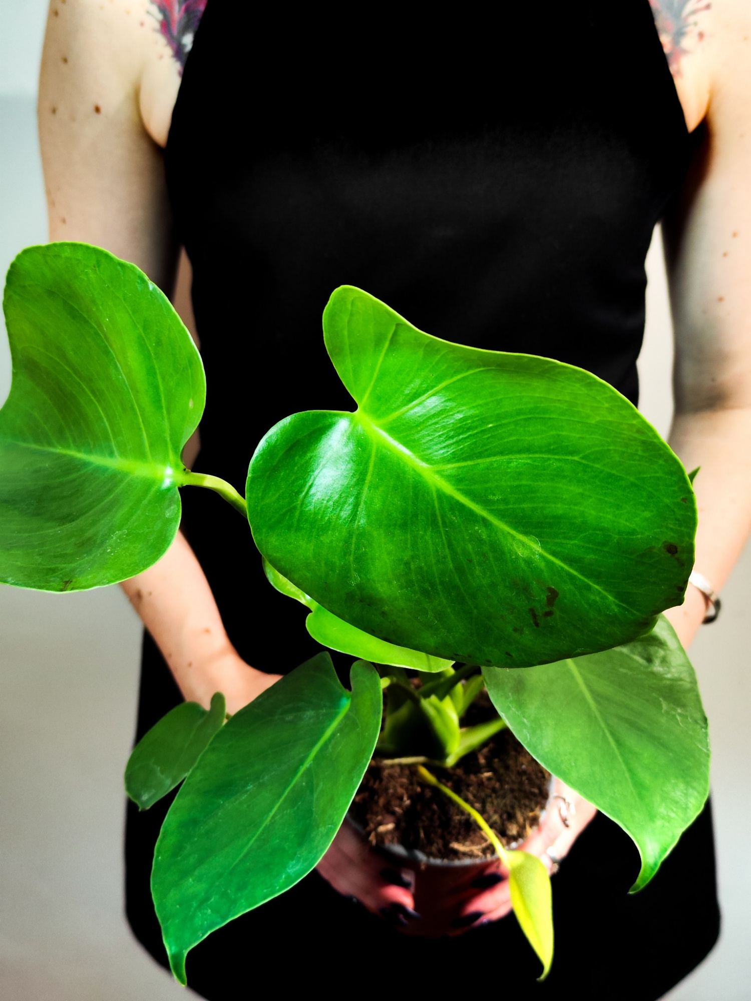 Монстера Деликатесная (Monstera Deliciosa) D12см