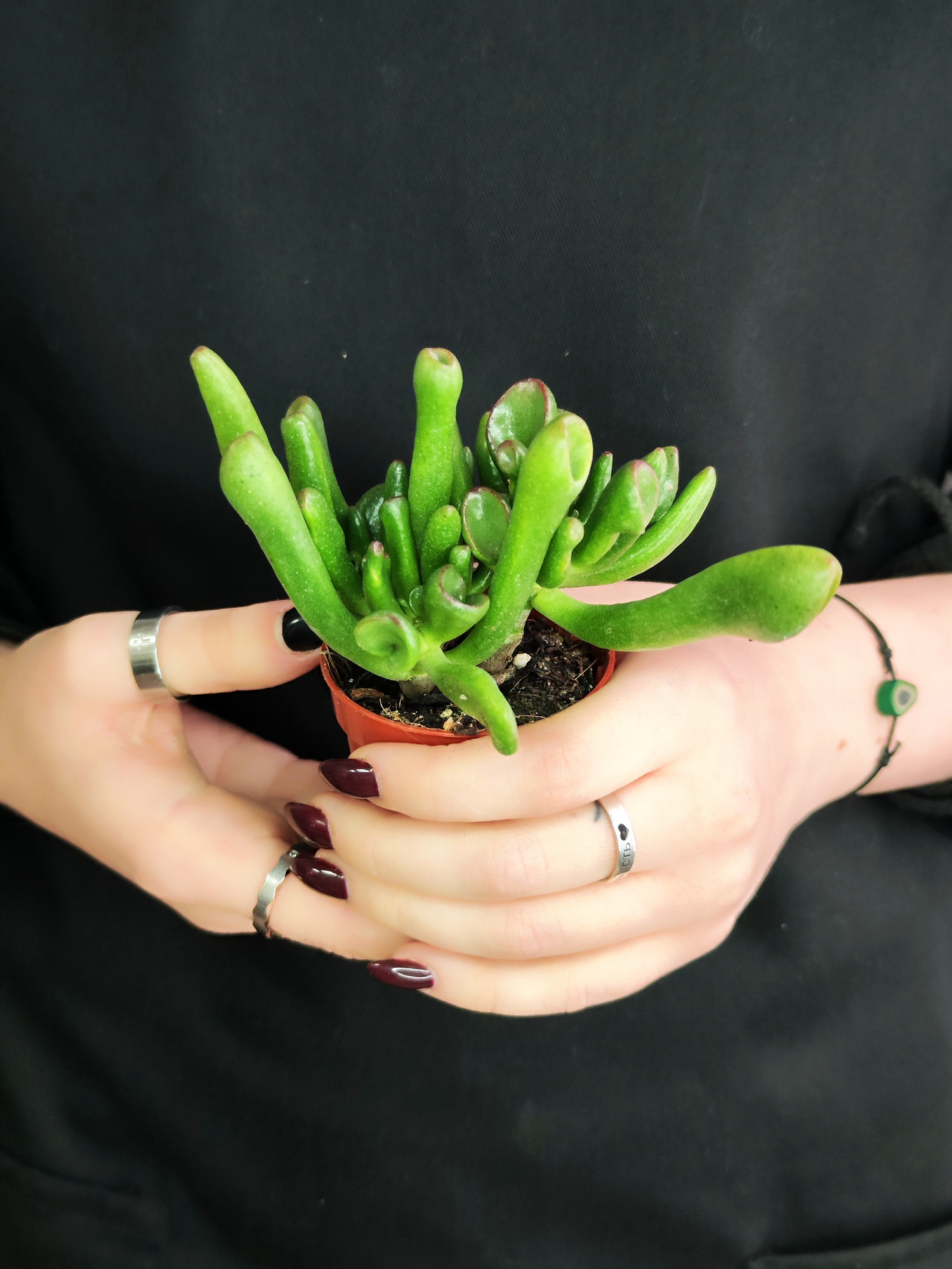 Крассула Корал (Crassula Coral) D5см