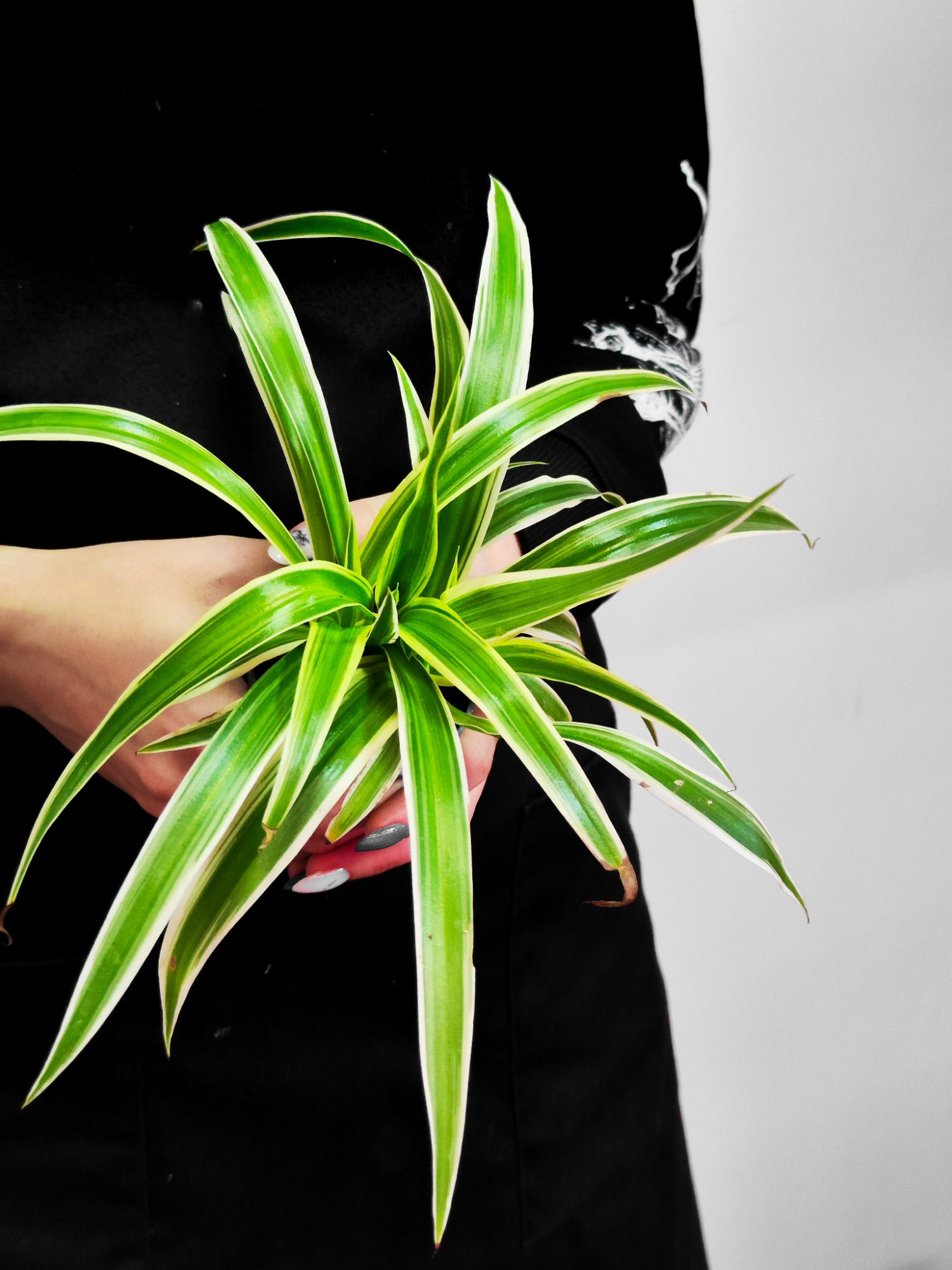 Хлорофитум Океан (Chlorophytum Ocean) D7см
