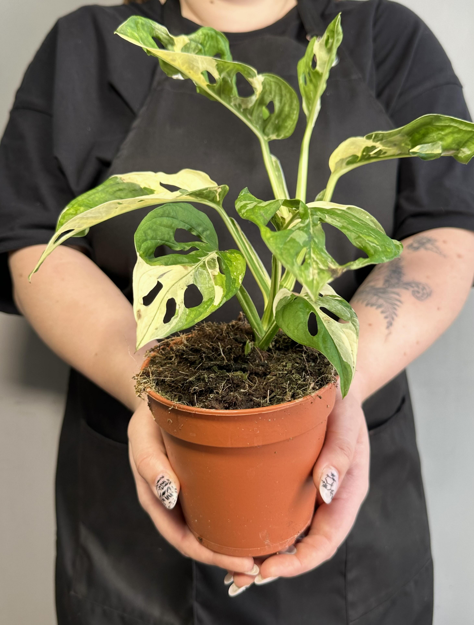 Монстера Адансона Вариегатная (Monstera Adansonii Variegata) D12см